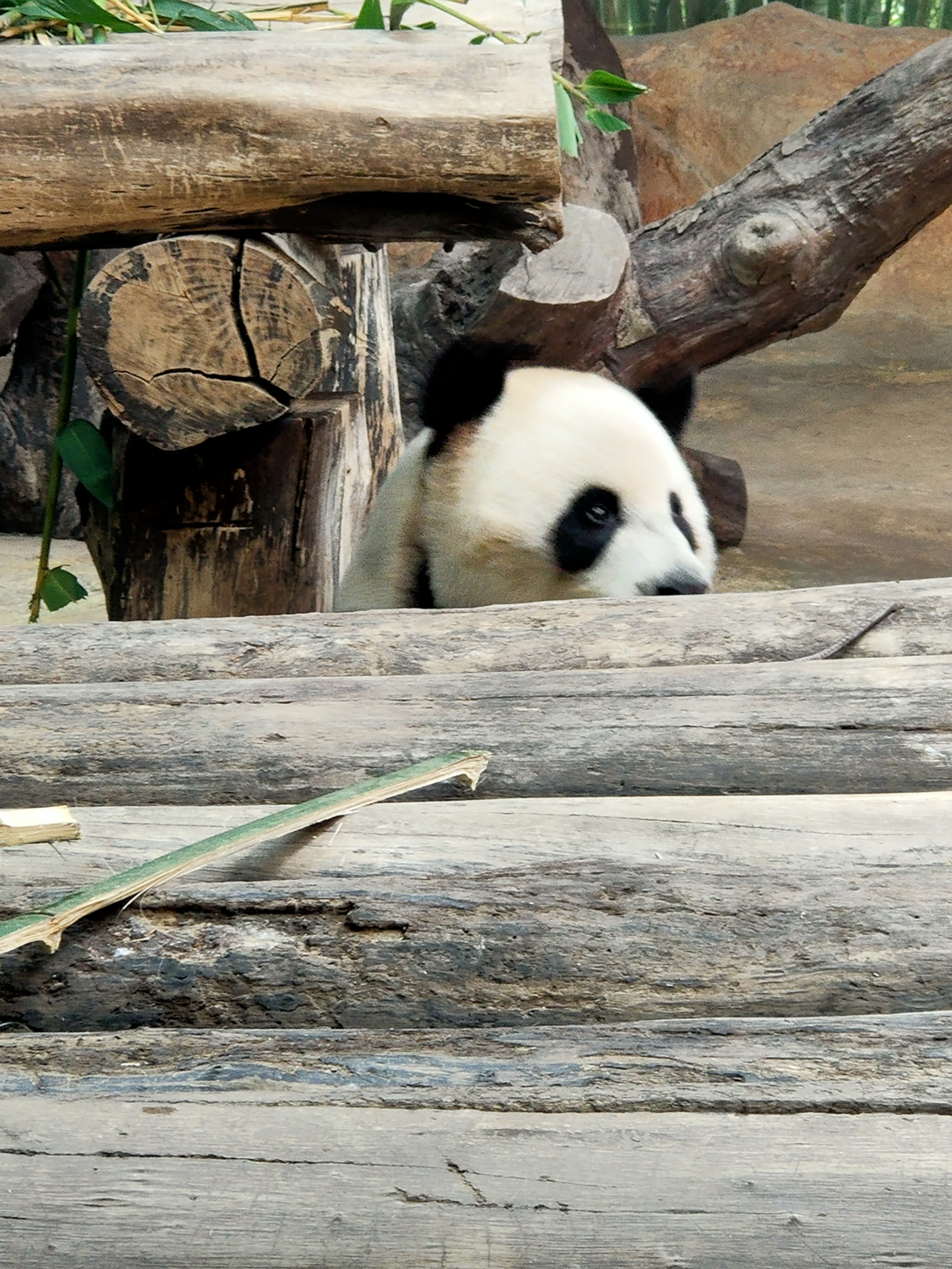 广州动物园,可爱的熊猫