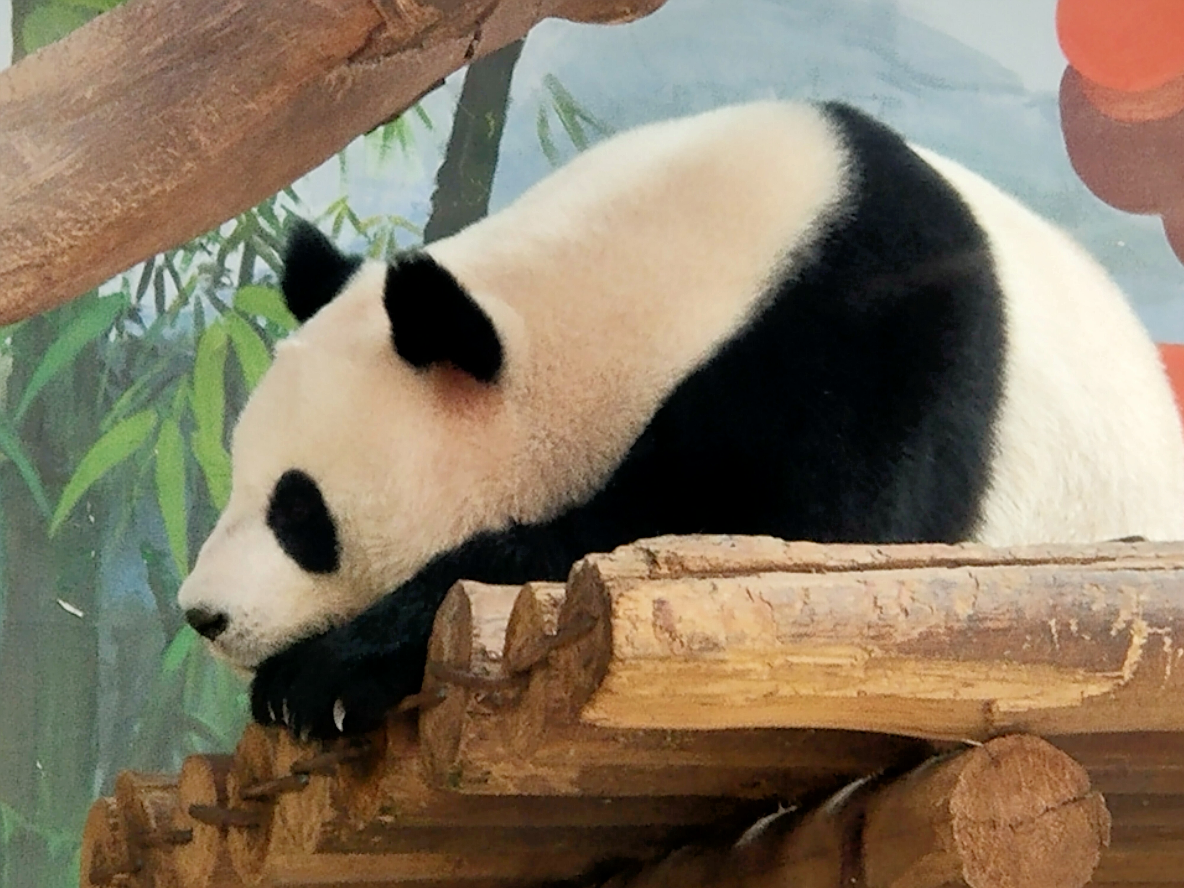 广州动物园,可爱的熊猫