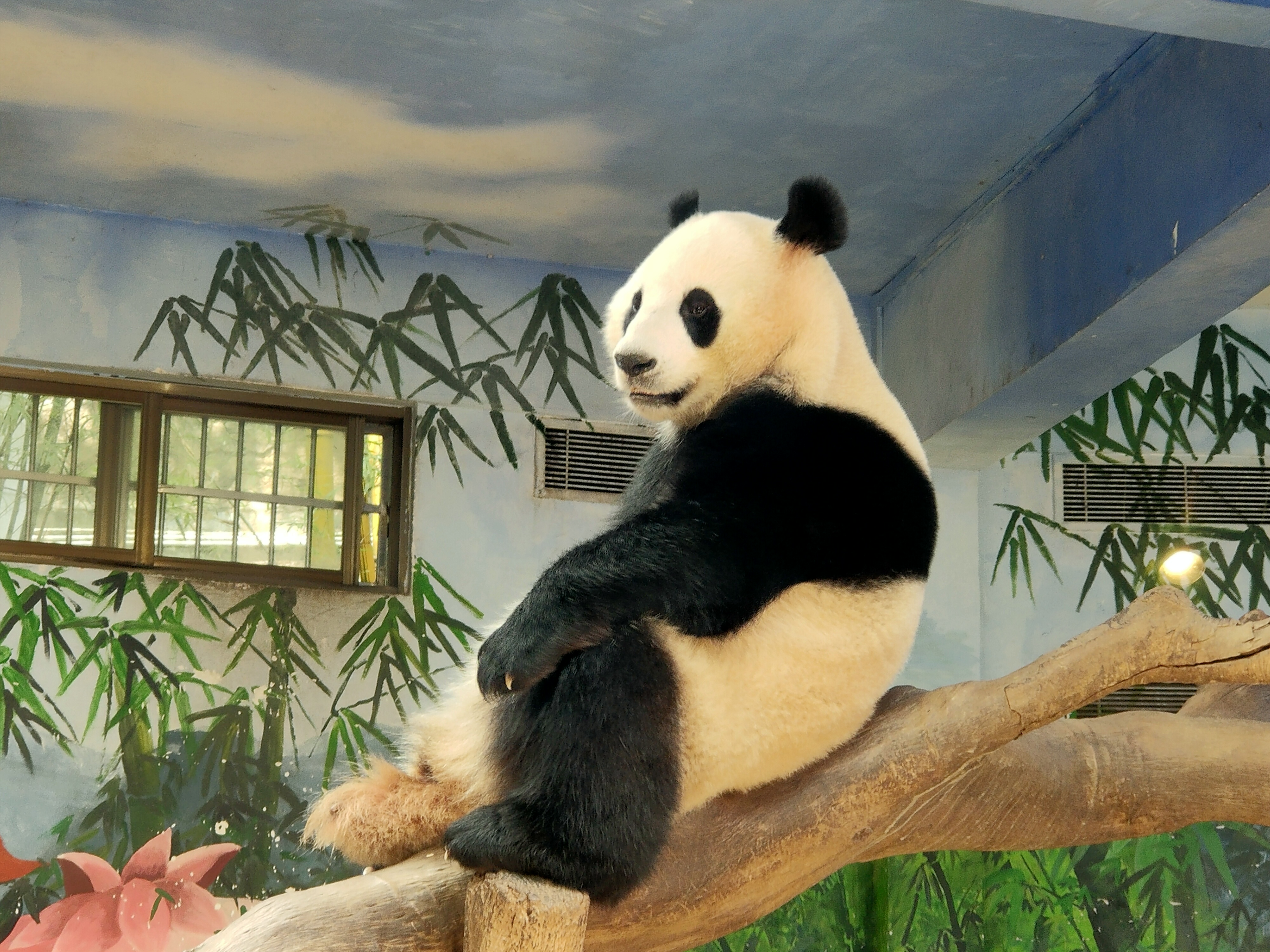 广州动物园,可爱的熊猫