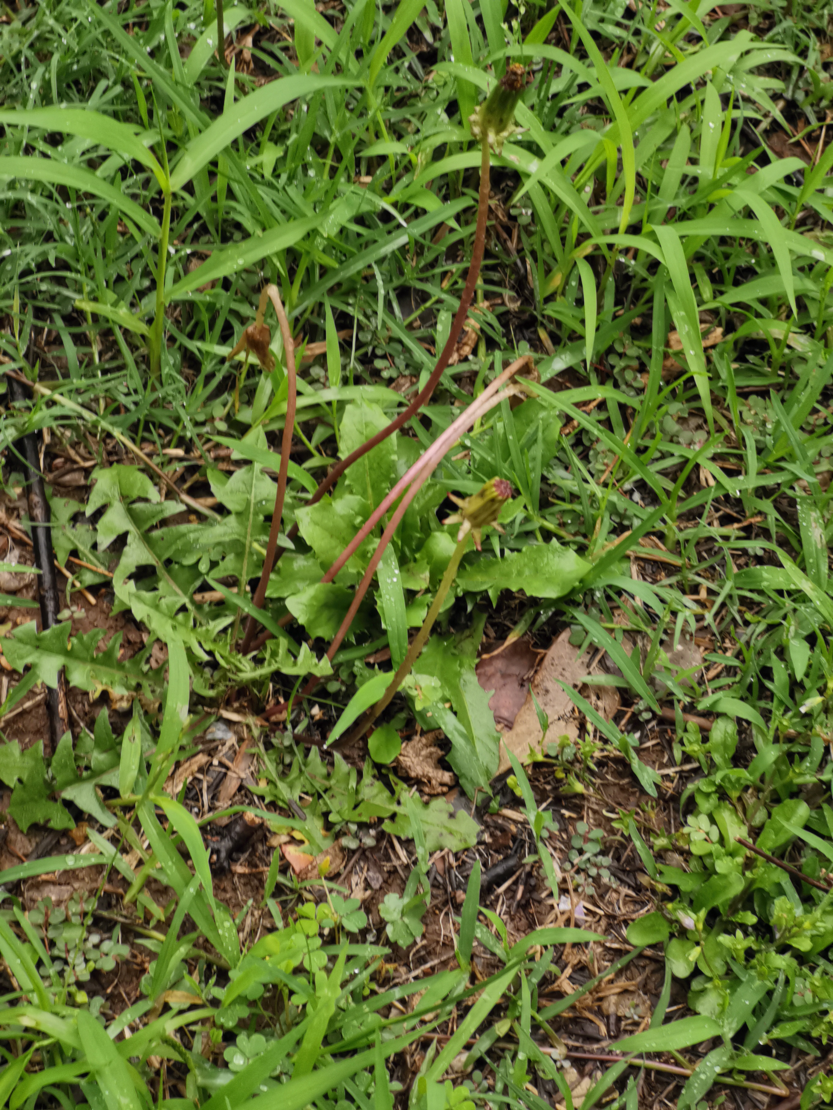 它可经得起雨水的洗礼?是随风云游四方,还是化着春泥更护花?
