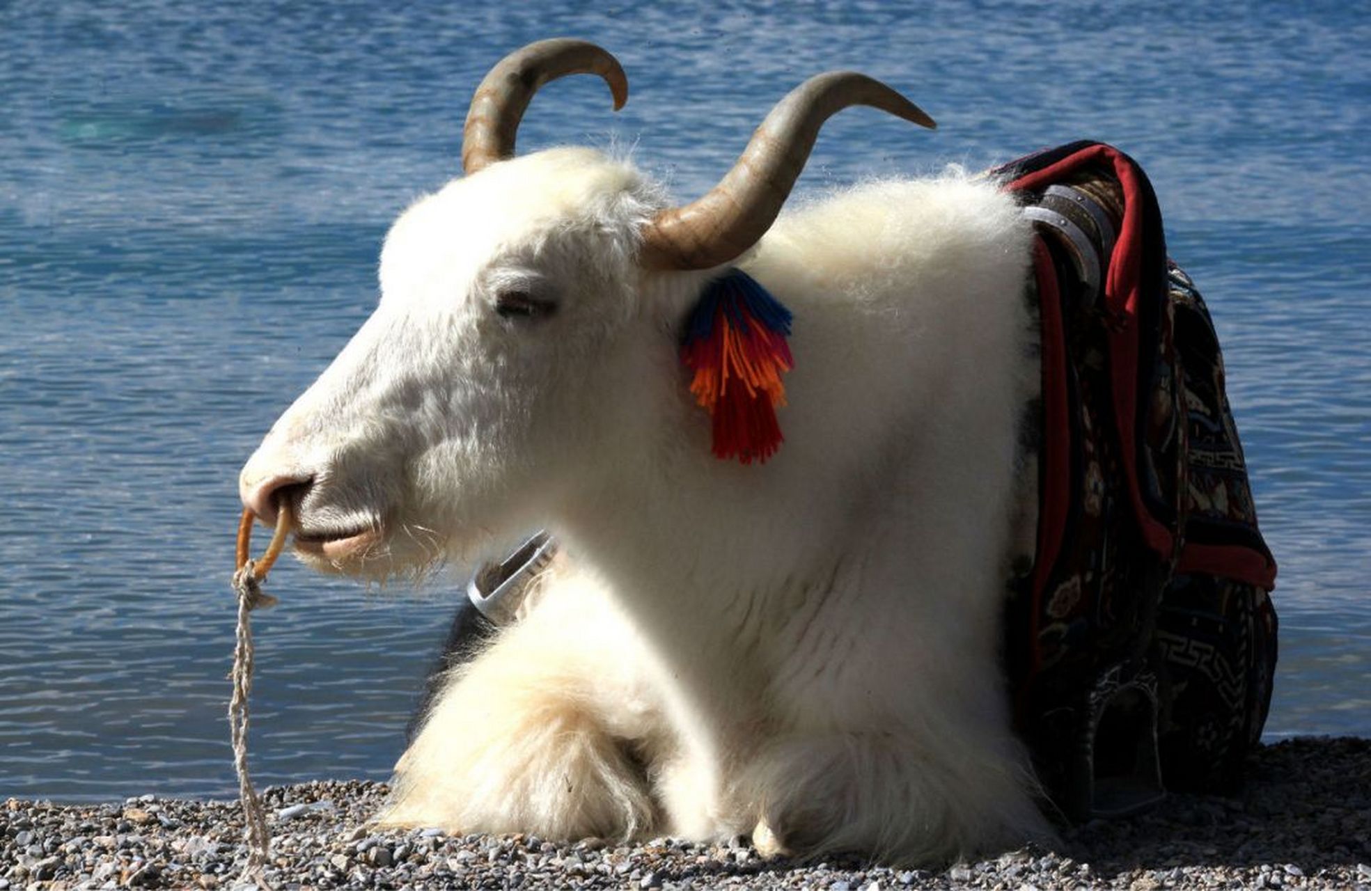 专家揭开青藏高原白牦牛"身世之谜"称,人类将花黄牛引入到青藏高原后