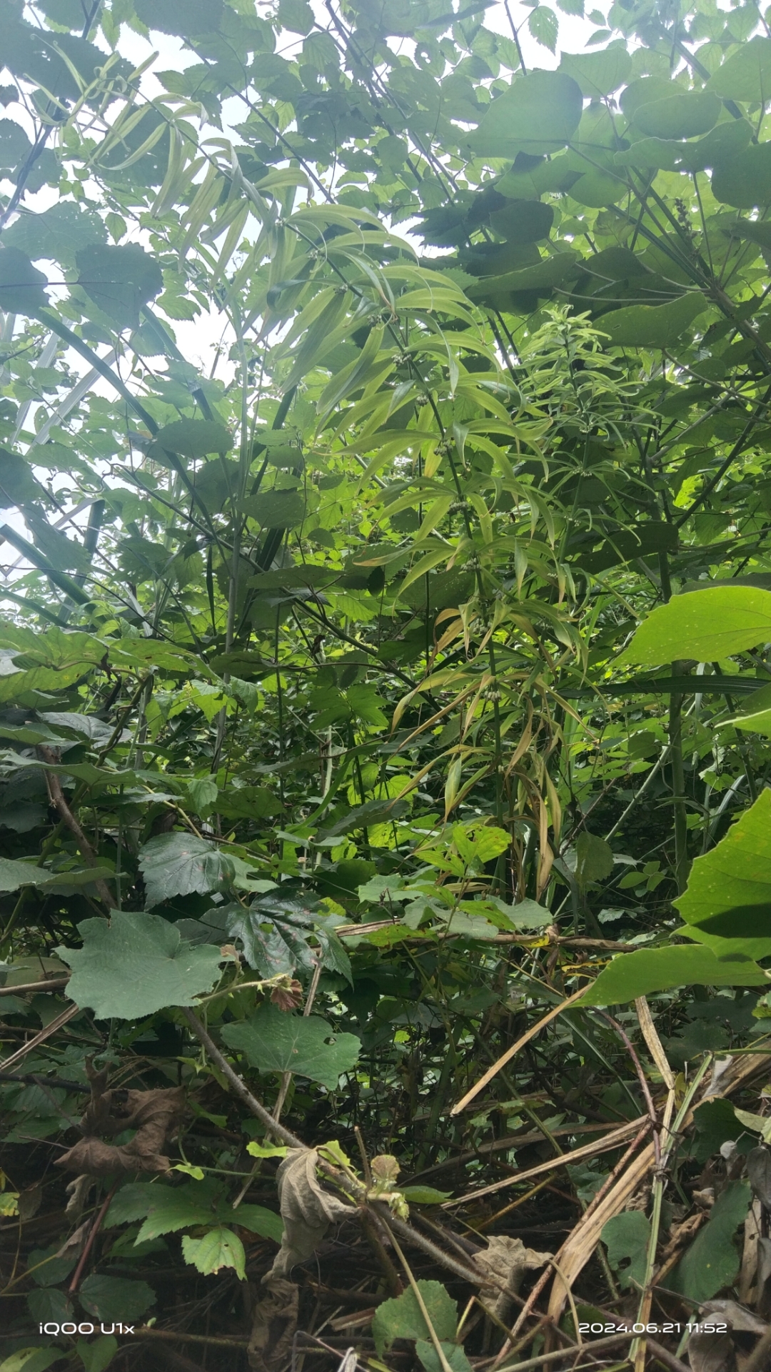 湘西野生轮叶黄精