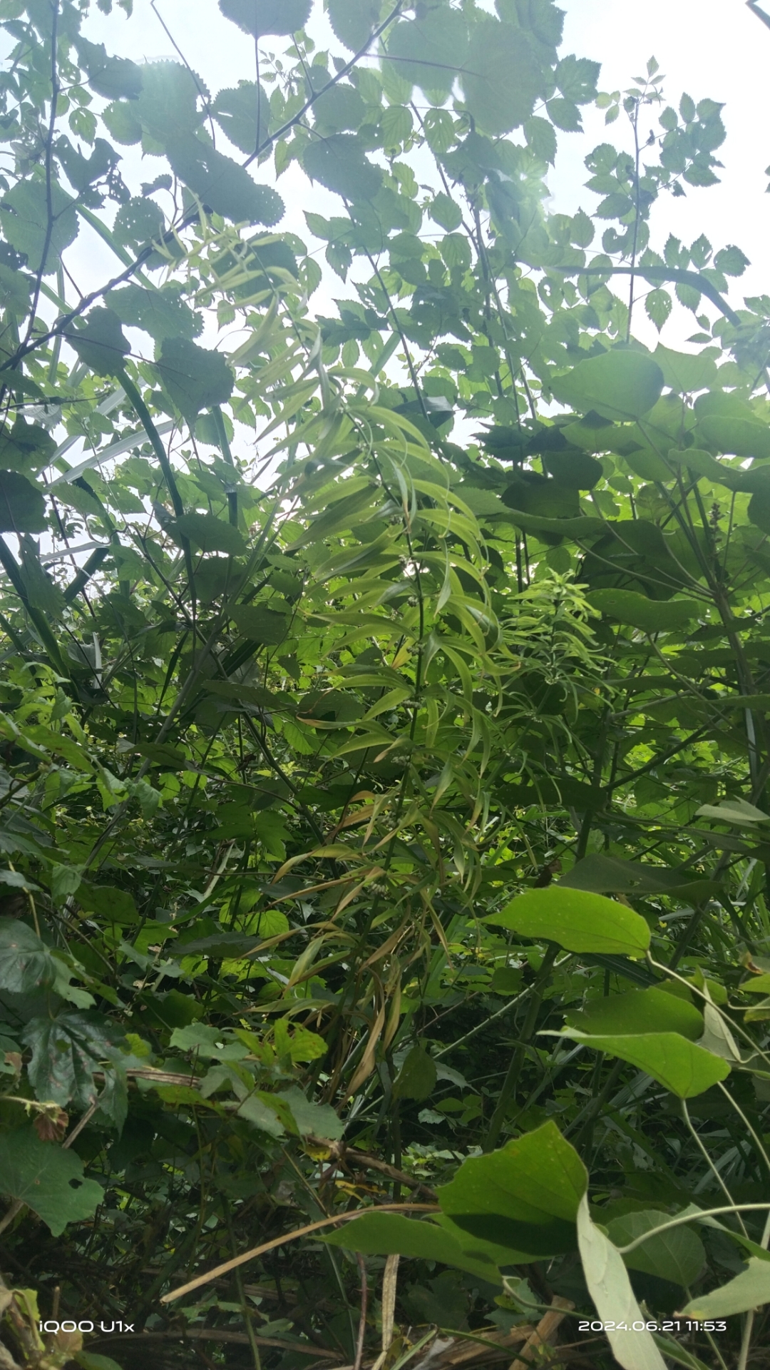 湘西野生轮叶黄精