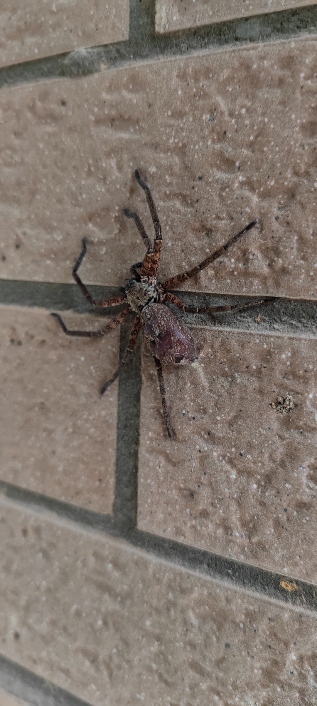 白额巨蟹蛛 heteropoda venatoria