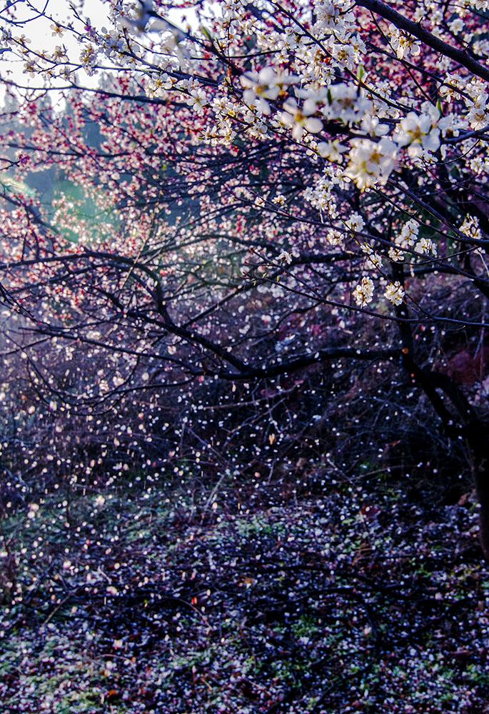 花意 花落花飞花满天, 红消香断有谁怜?