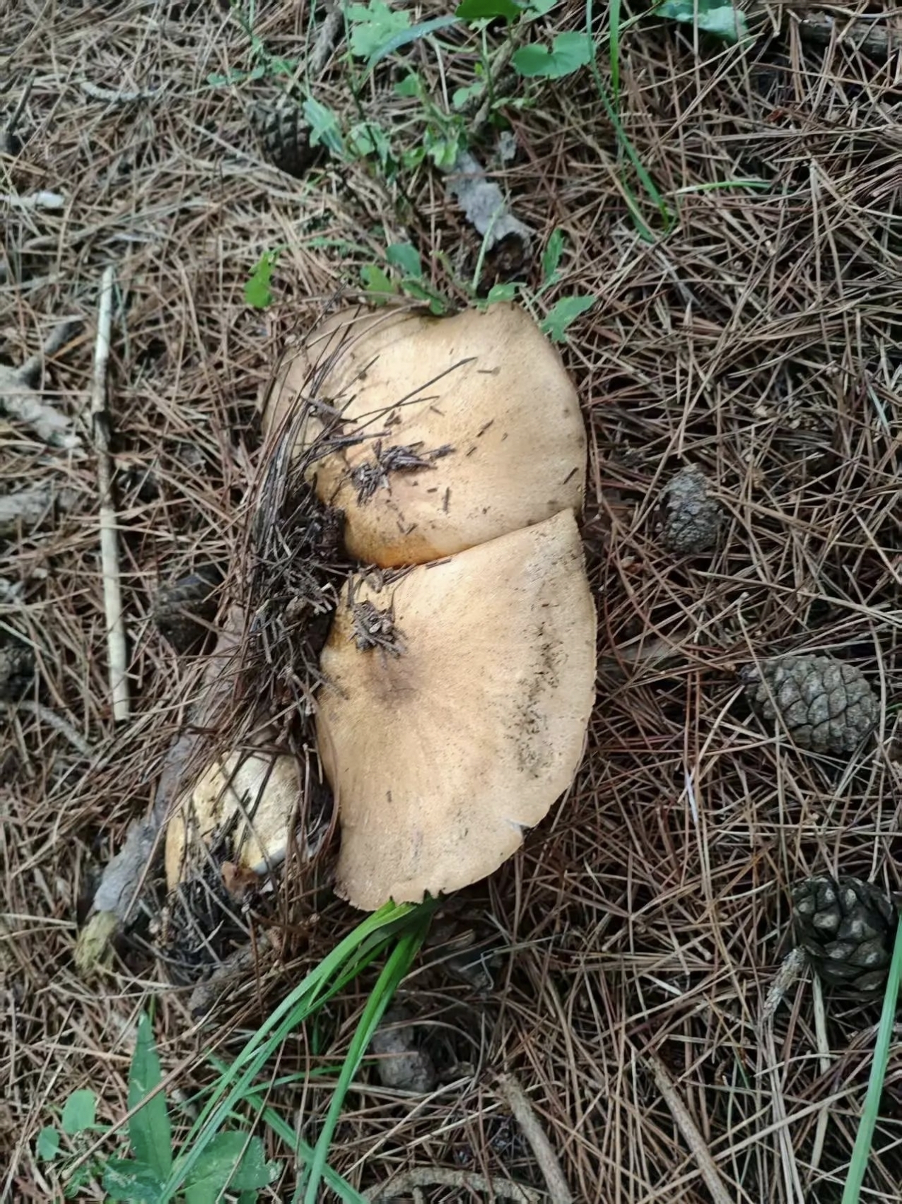 松针铺就的褐色地毯上,几簇浅棕色蘑菇如自然的纽扣散落其间