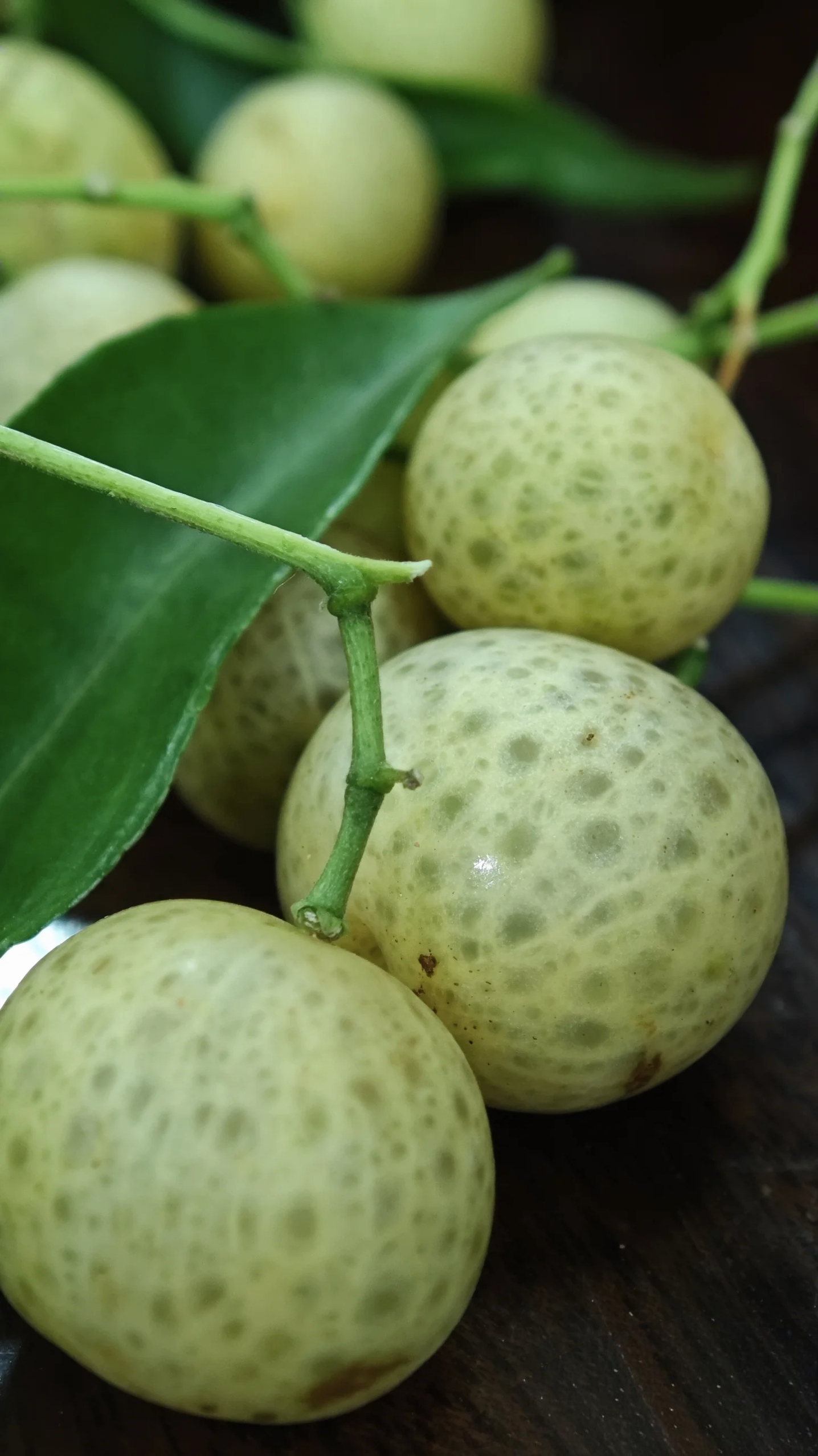 这些圆润的果实,表皮布满浅绿色斑点,像大自然精心绘制的迷彩纹