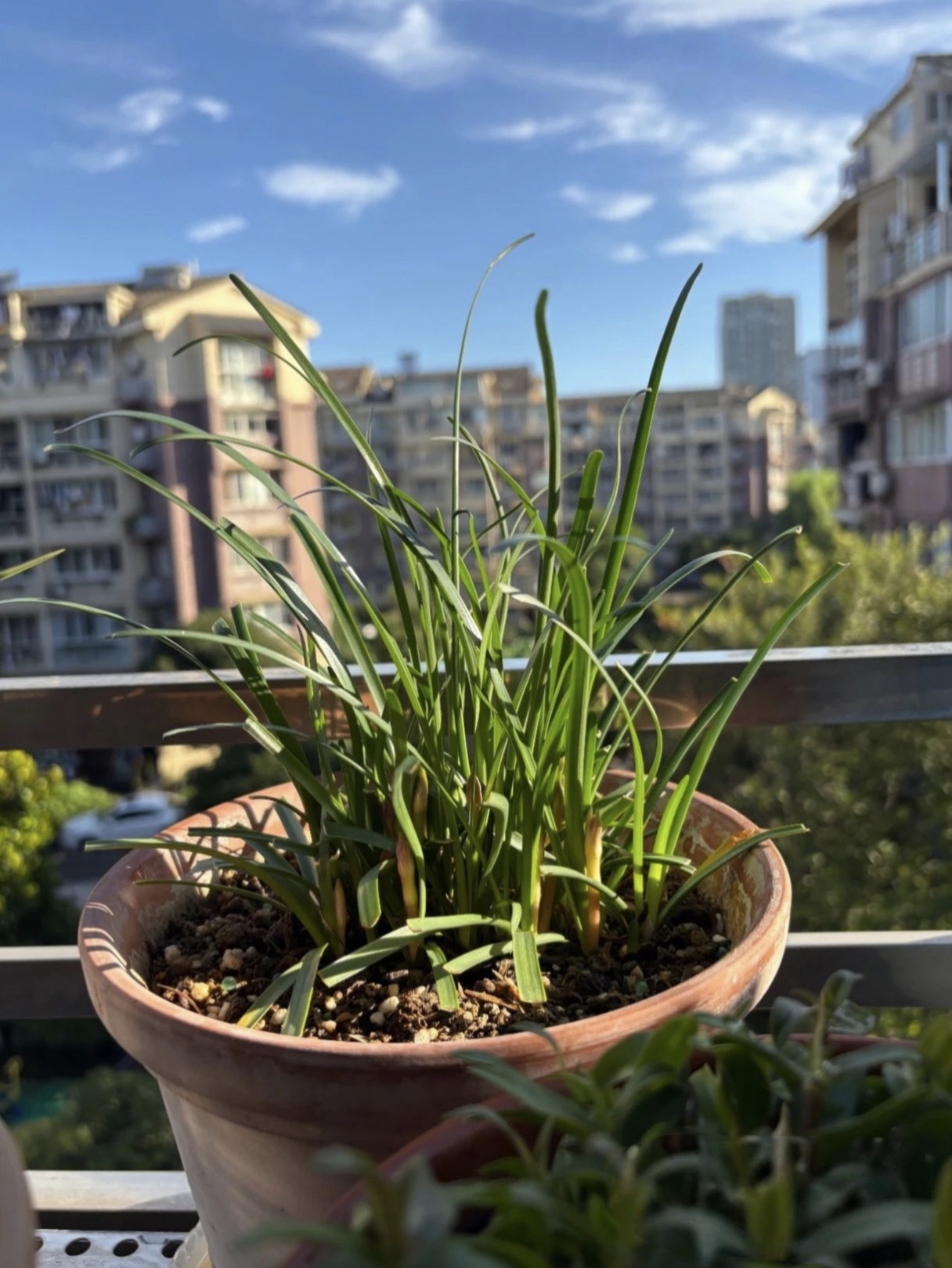 韭菜照片韭菜兰叶子像韭菜的植物图片花卉韭菜兰花种植方法韭菜兰叶