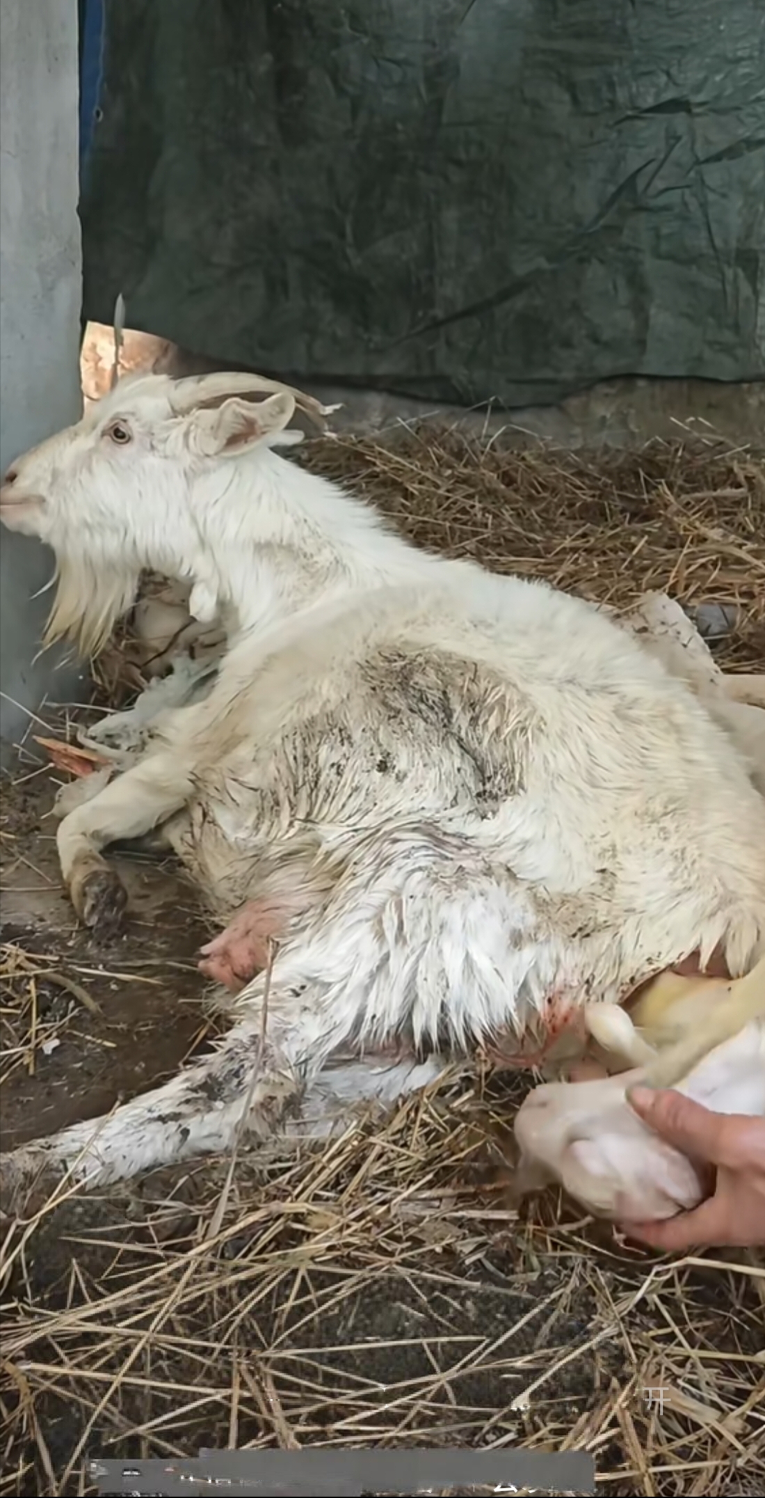 一只手轻柔地辅助着新生小羊落地,动作小心翼翼