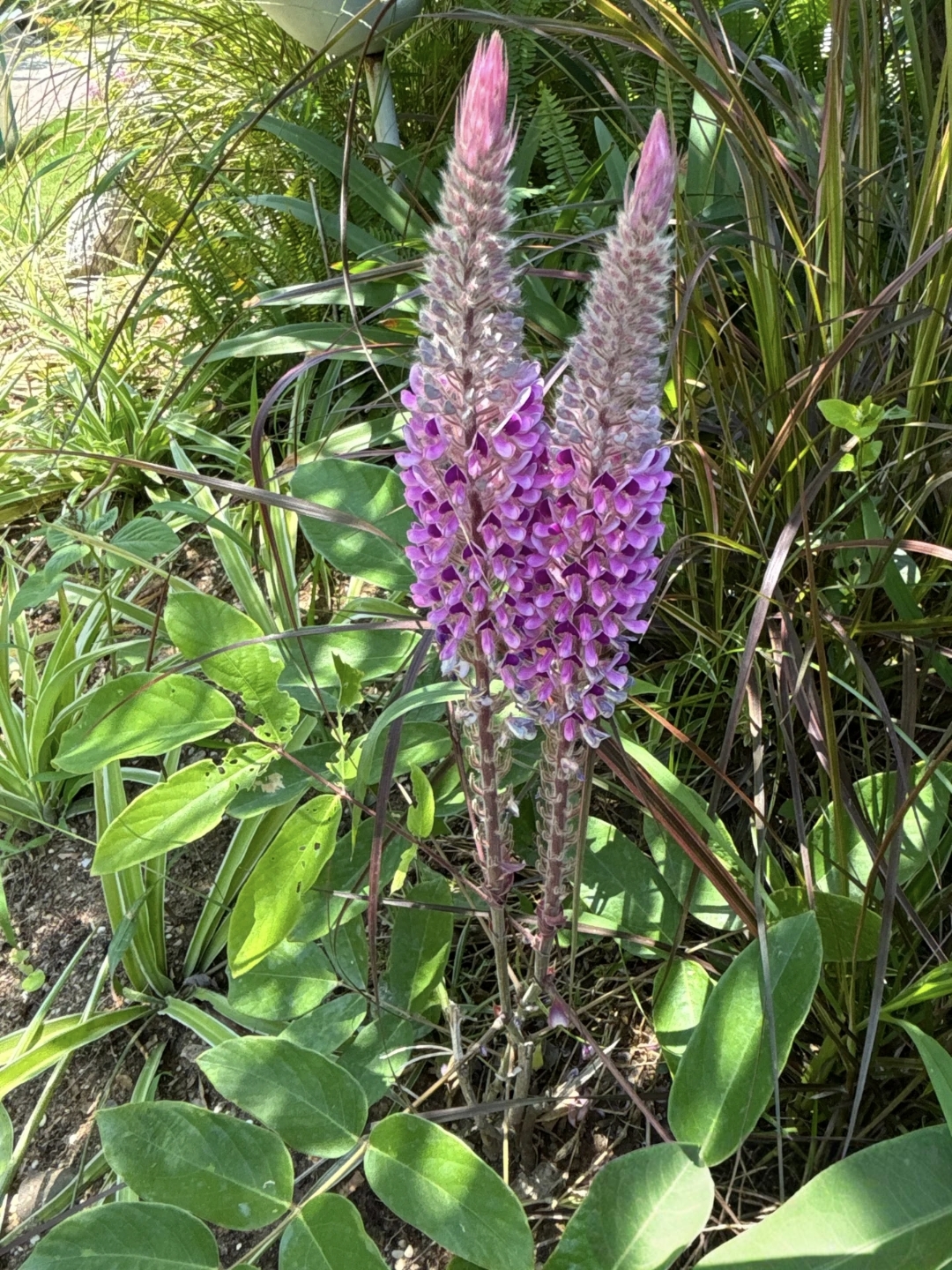 在绿意盎然的角落,发现了神奇的猫尾草