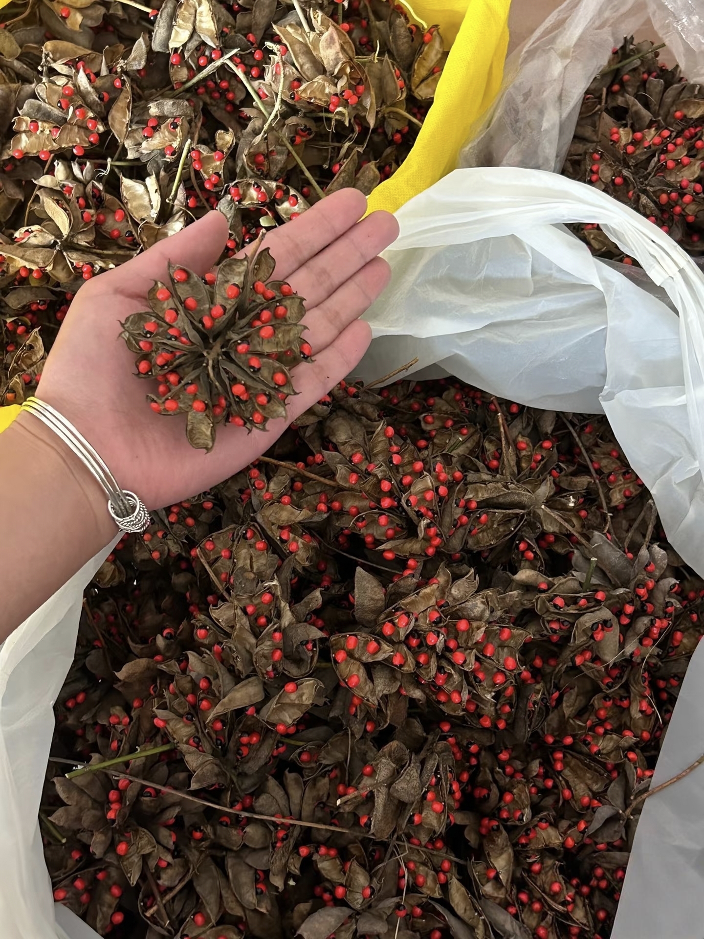 一捧干枯豆荚里,藏着艳红如血的相思子,像把岁月熬成的热烈,硬塞进