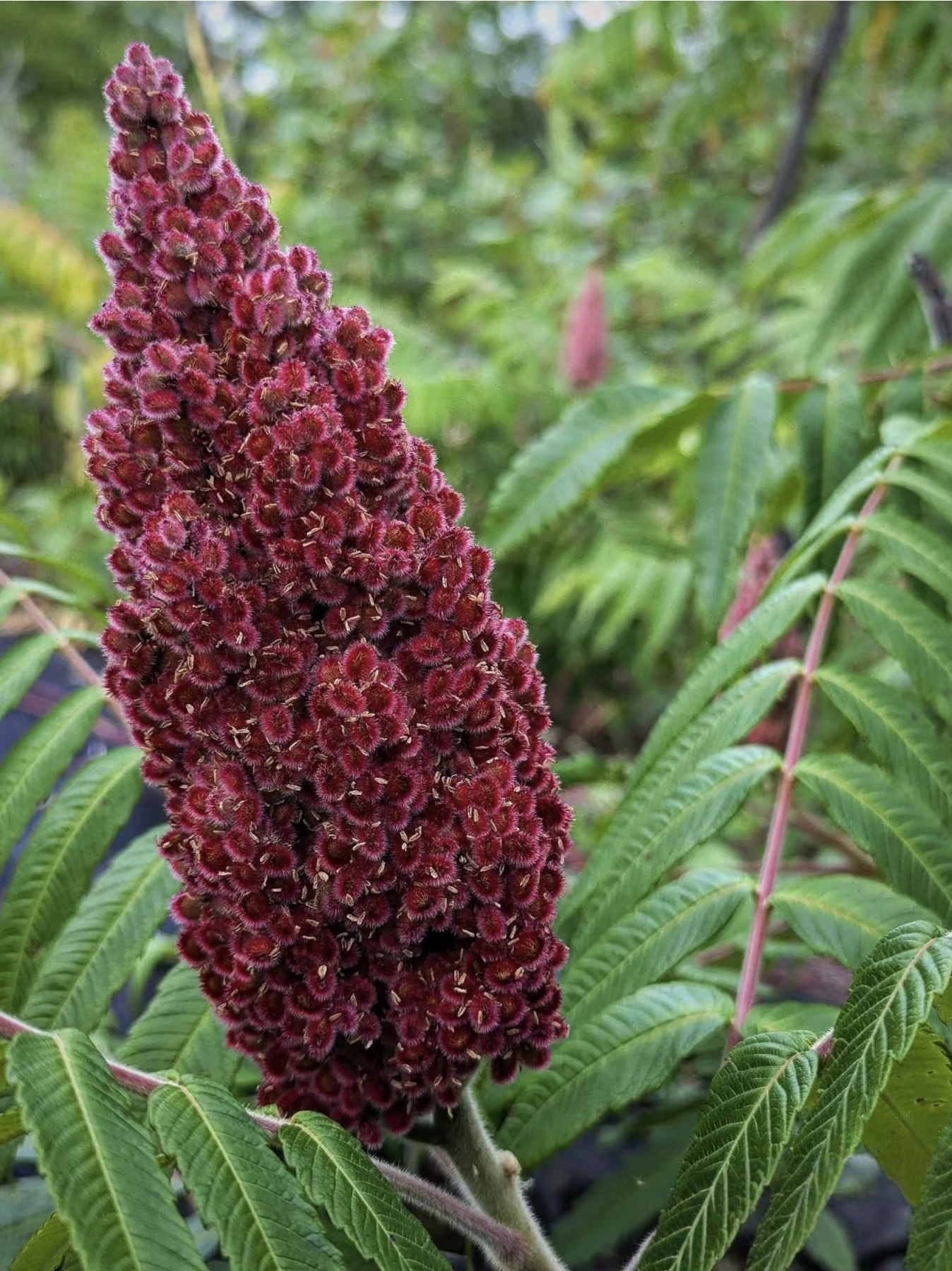 这是火炬树的果序独特又充满野趣