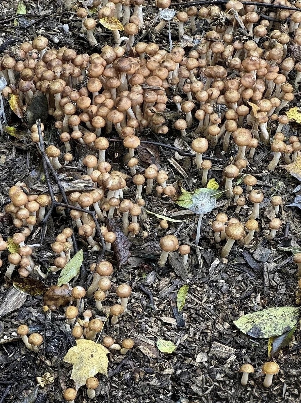 灌木掩映中,它们抱团生长,白茎撑起褐伞,与绿叶,枯叶共绘自然野趣