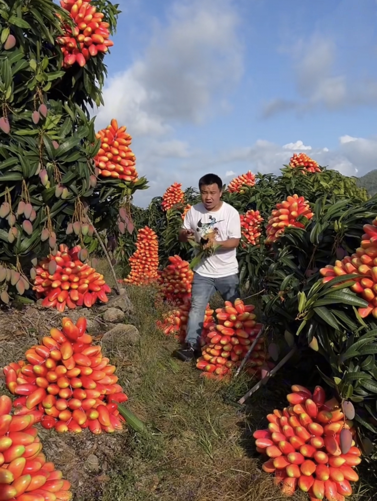 踏入这片芒果园,仿若闯入了丰收的梦幻之境