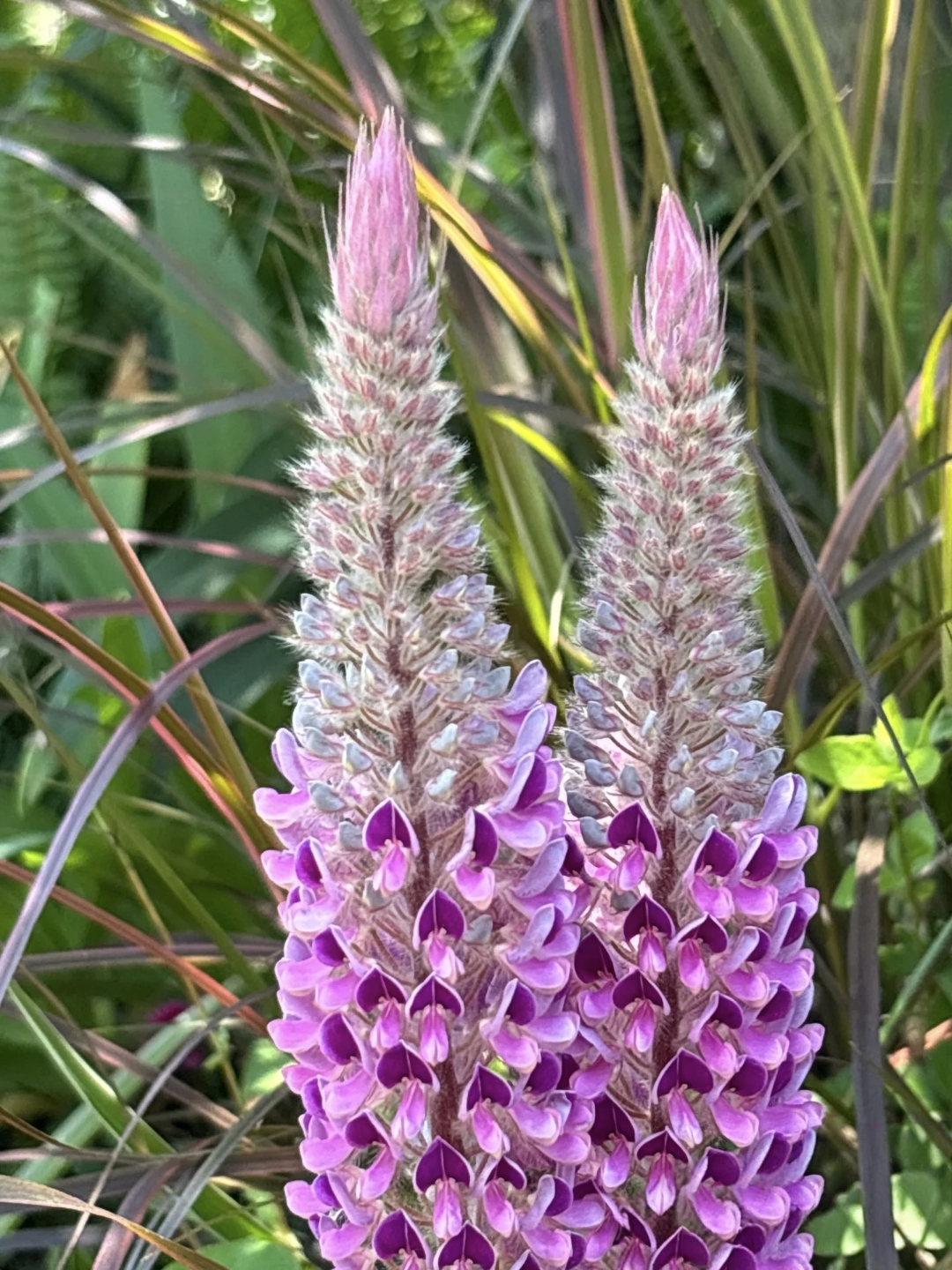在绿意盎然的角落,发现了神奇的猫尾草
