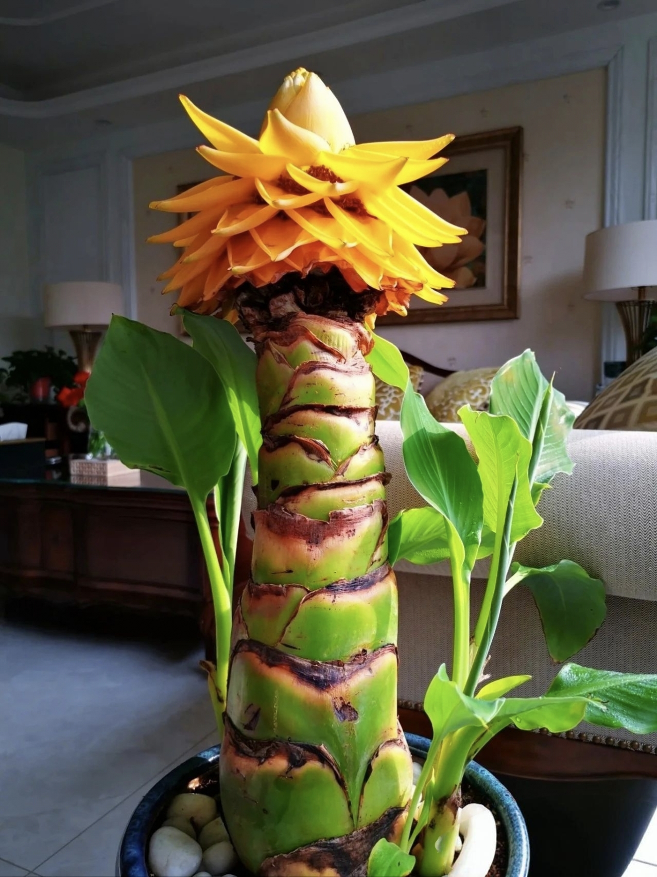 在这几张金刚花图片里,能感受到一种别样的生机与绚烂