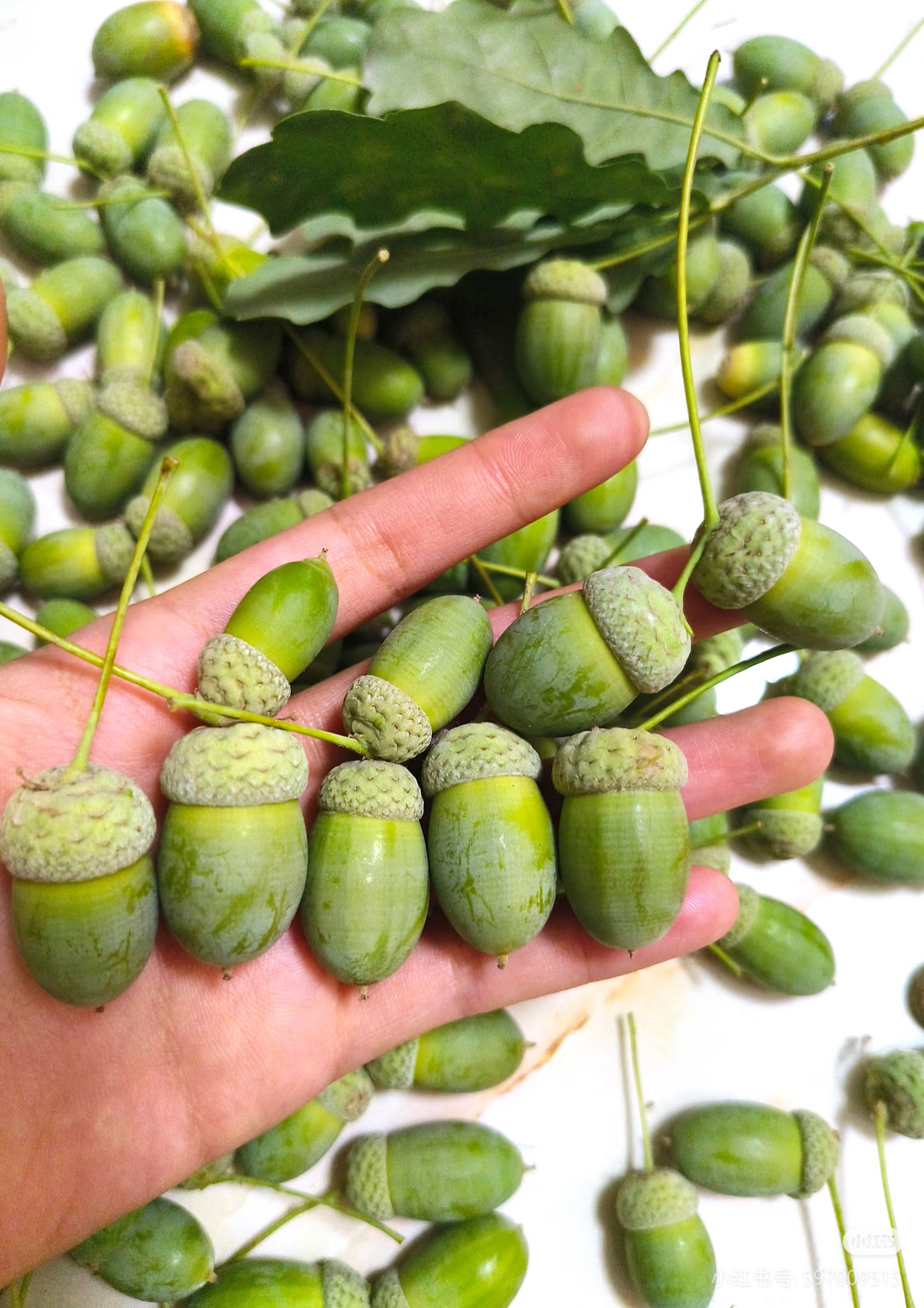 手捧一把青绿橡果,圆润饱满,带着细密绒毛的顶盖,仿佛握着整个森林的