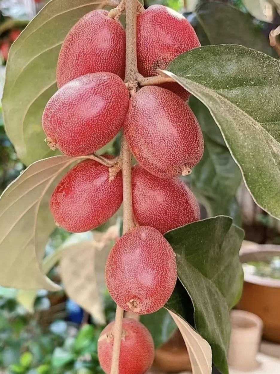 在乡野一隅,羊奶果肆意展现独特魅力