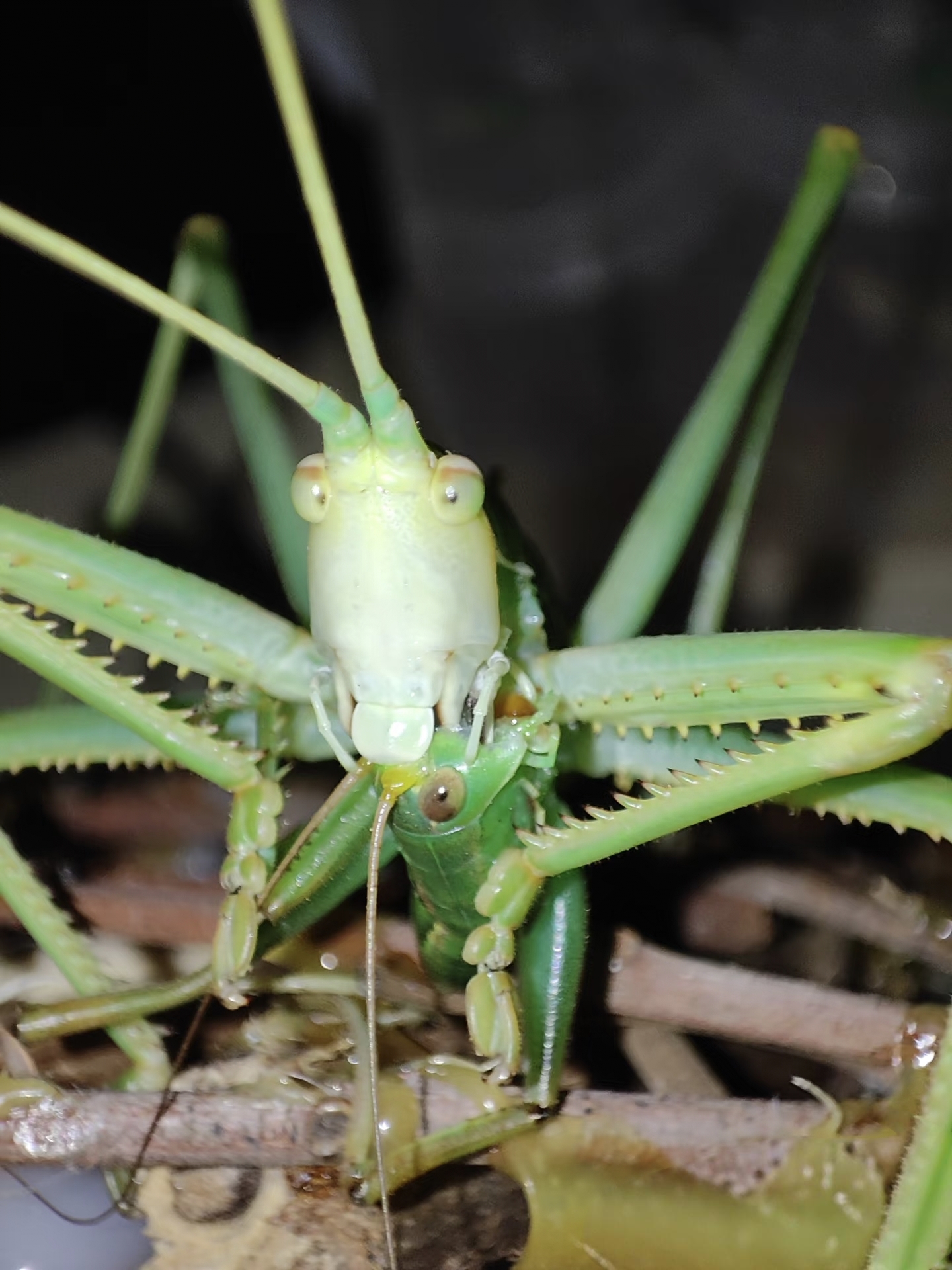 在幽微的光影下,一只绿色螽斯成为画面焦点