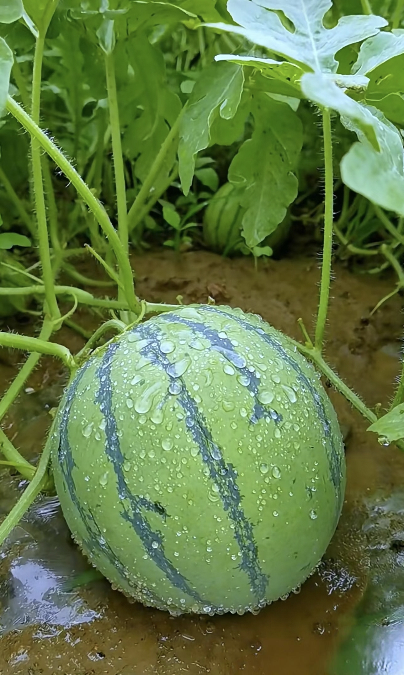 在翠绿藤蔓的簇拥下,一颗圆润的西瓜静静卧于泥土地上
