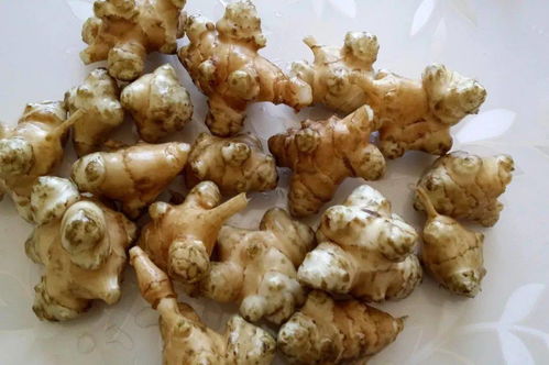 菊姜的学名为菊花姜,是一种菊科植物的根茎.