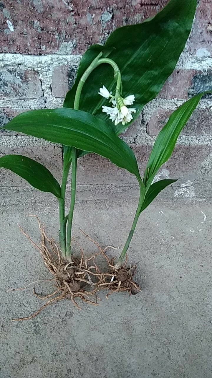 野生地宝兰一苗一束花