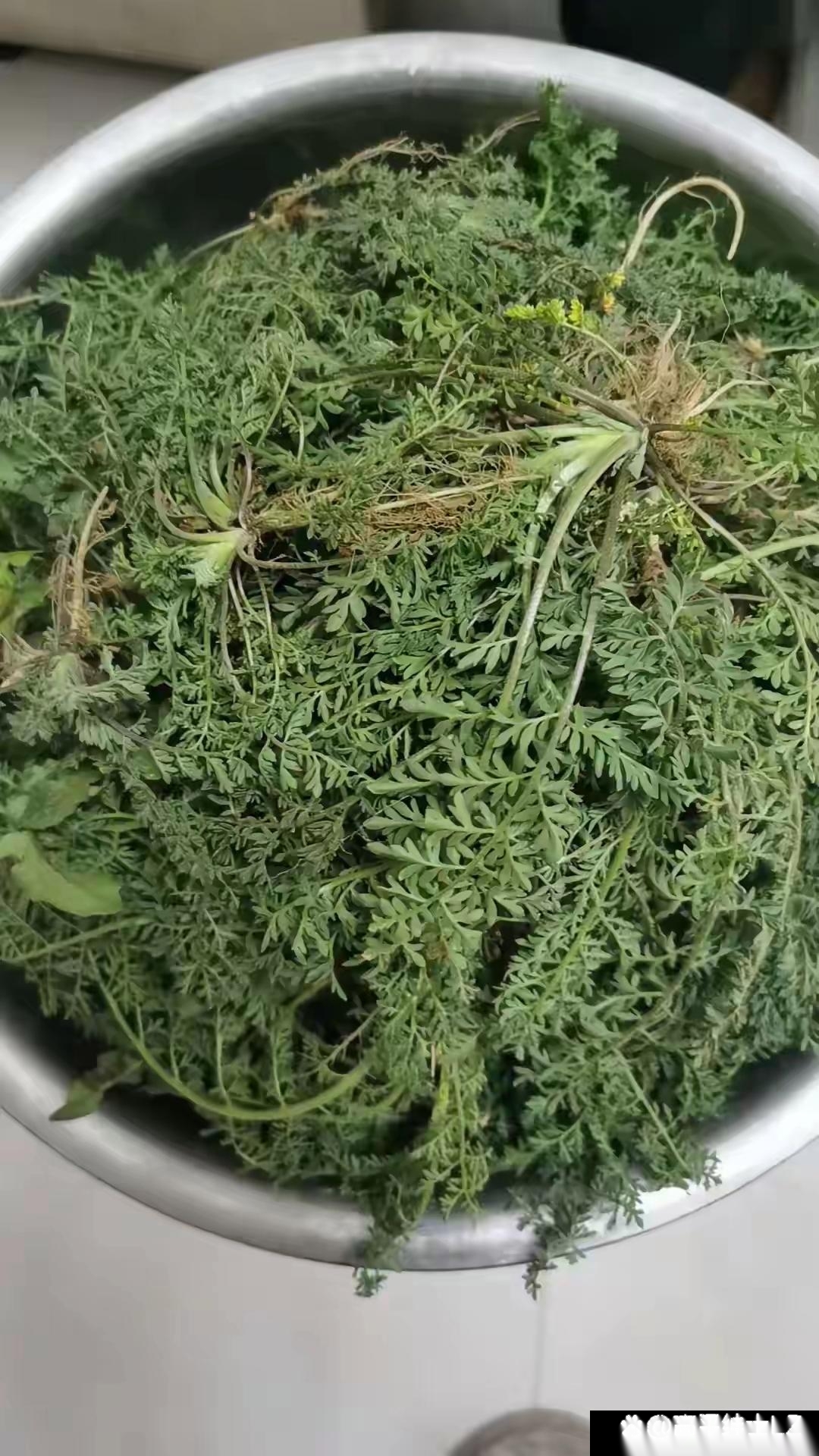 我只是听说麦蒿能吃,但没有吃过一次,昨天下午去地里拔了些,想用热水