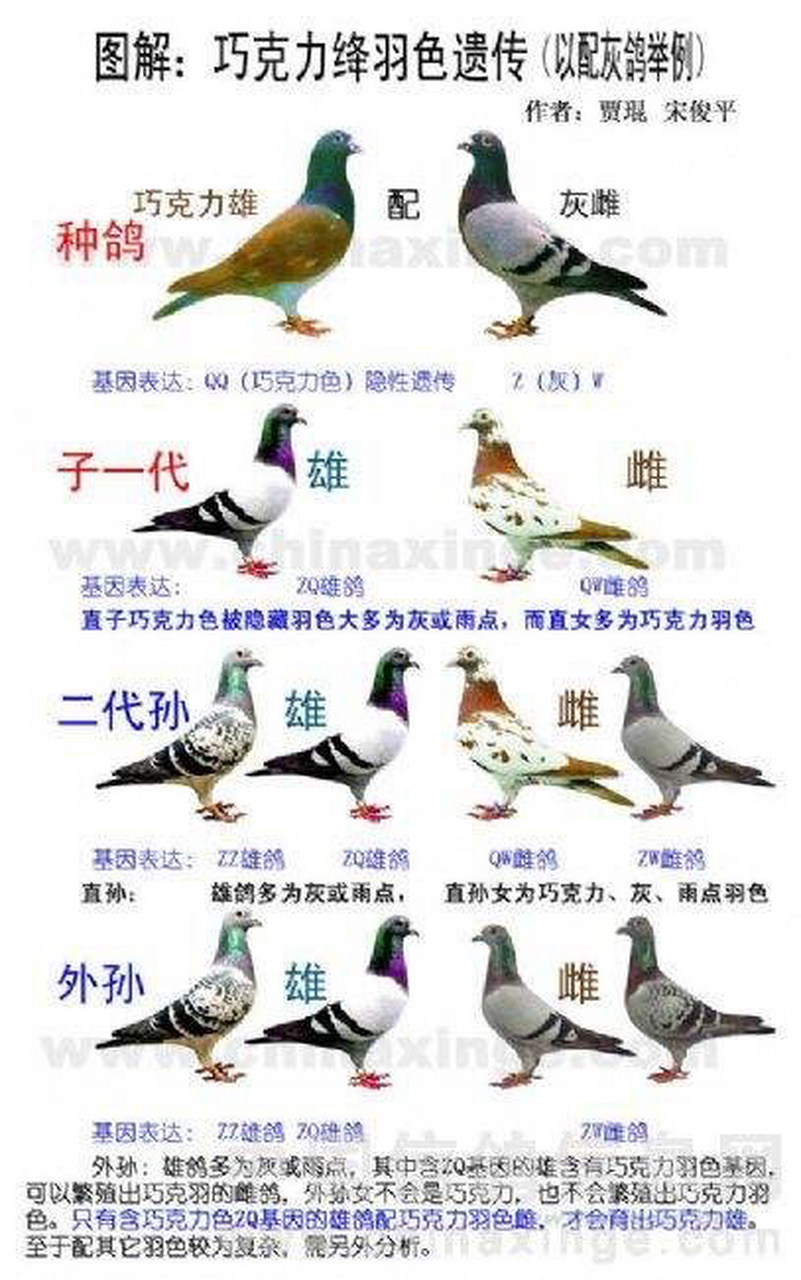羽色分类 词条简介 目前,鸽界对信鸽羽色,通常分为灰,黑,红(绛),白