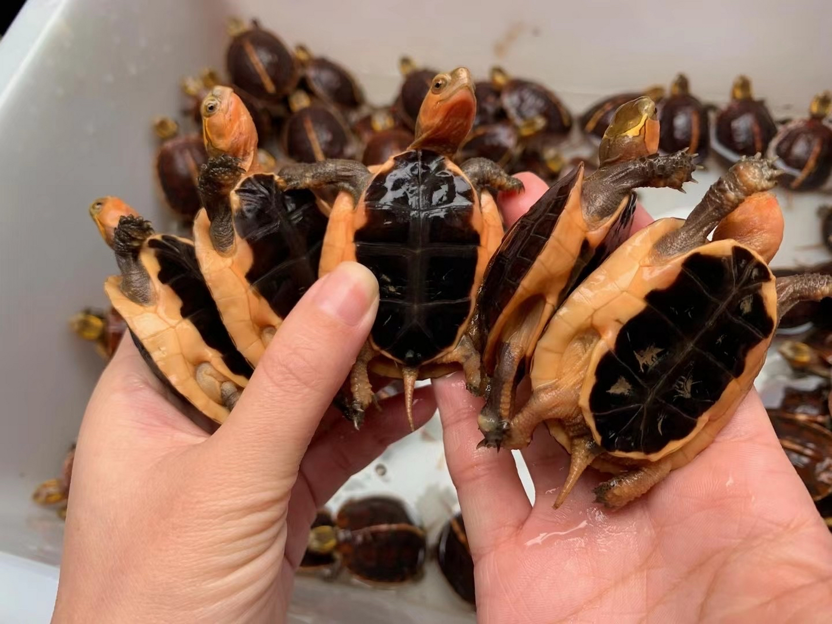 黄缘龟简介 又名黄缘箱龟,黄缘闭壳龟,黄缘闭壳龟和金头龟,中国盒龟等