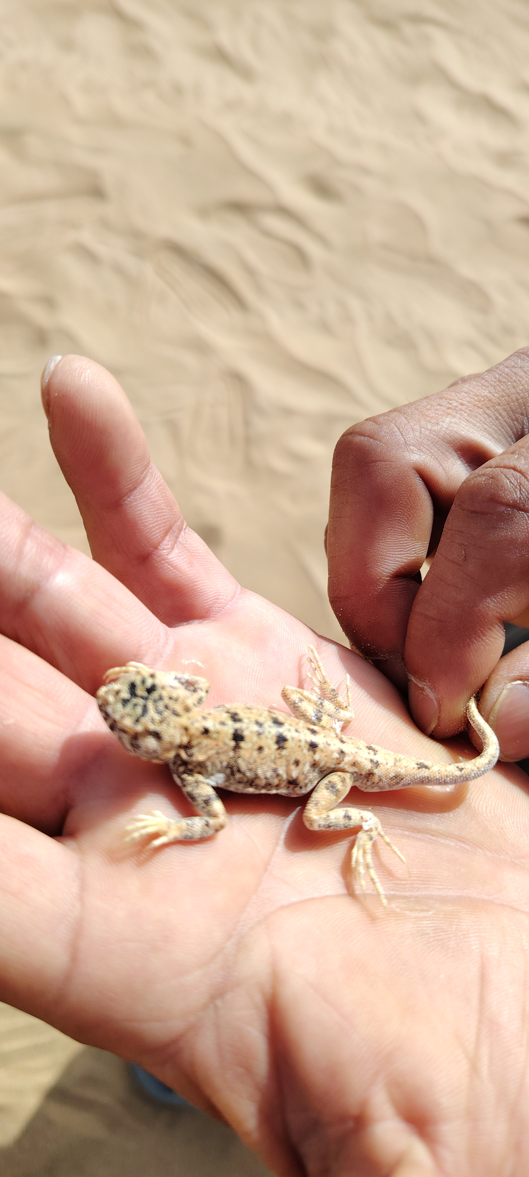 沙漠的小壁虎咬人吗#沙漠