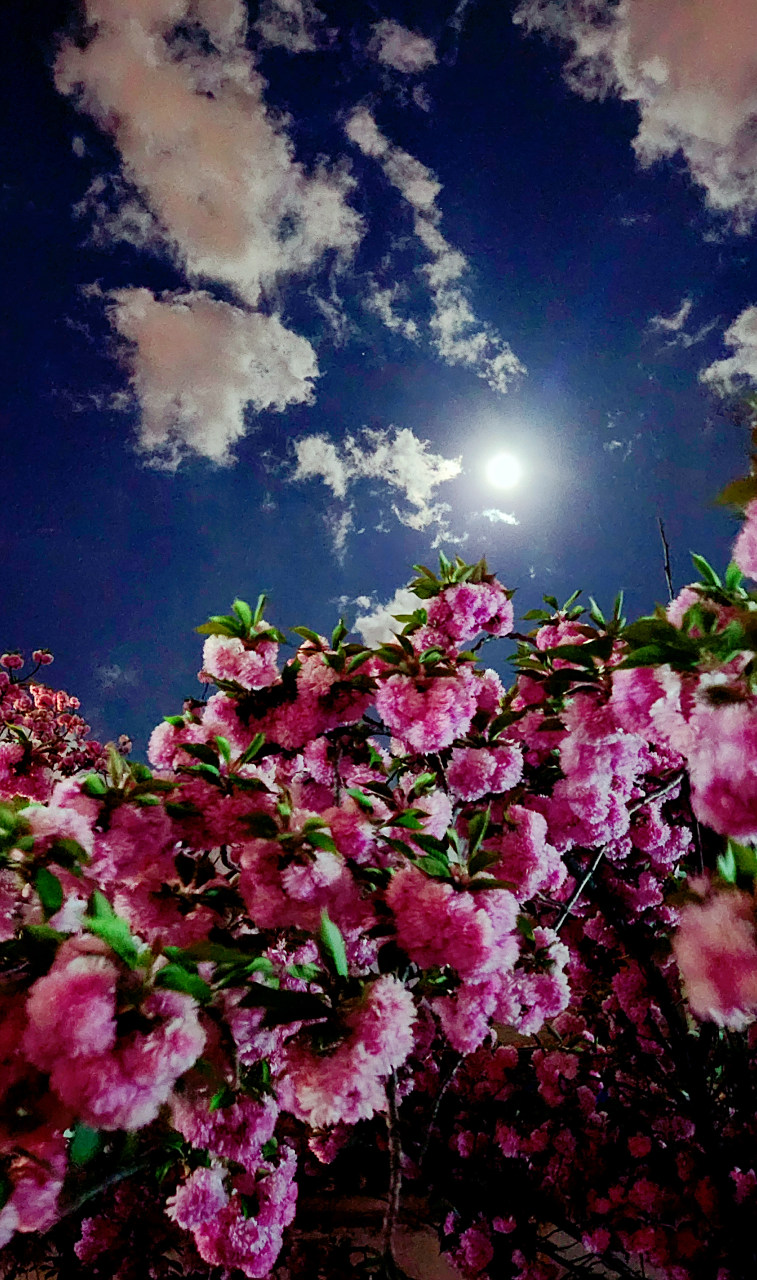 分享意境图(花前月下)