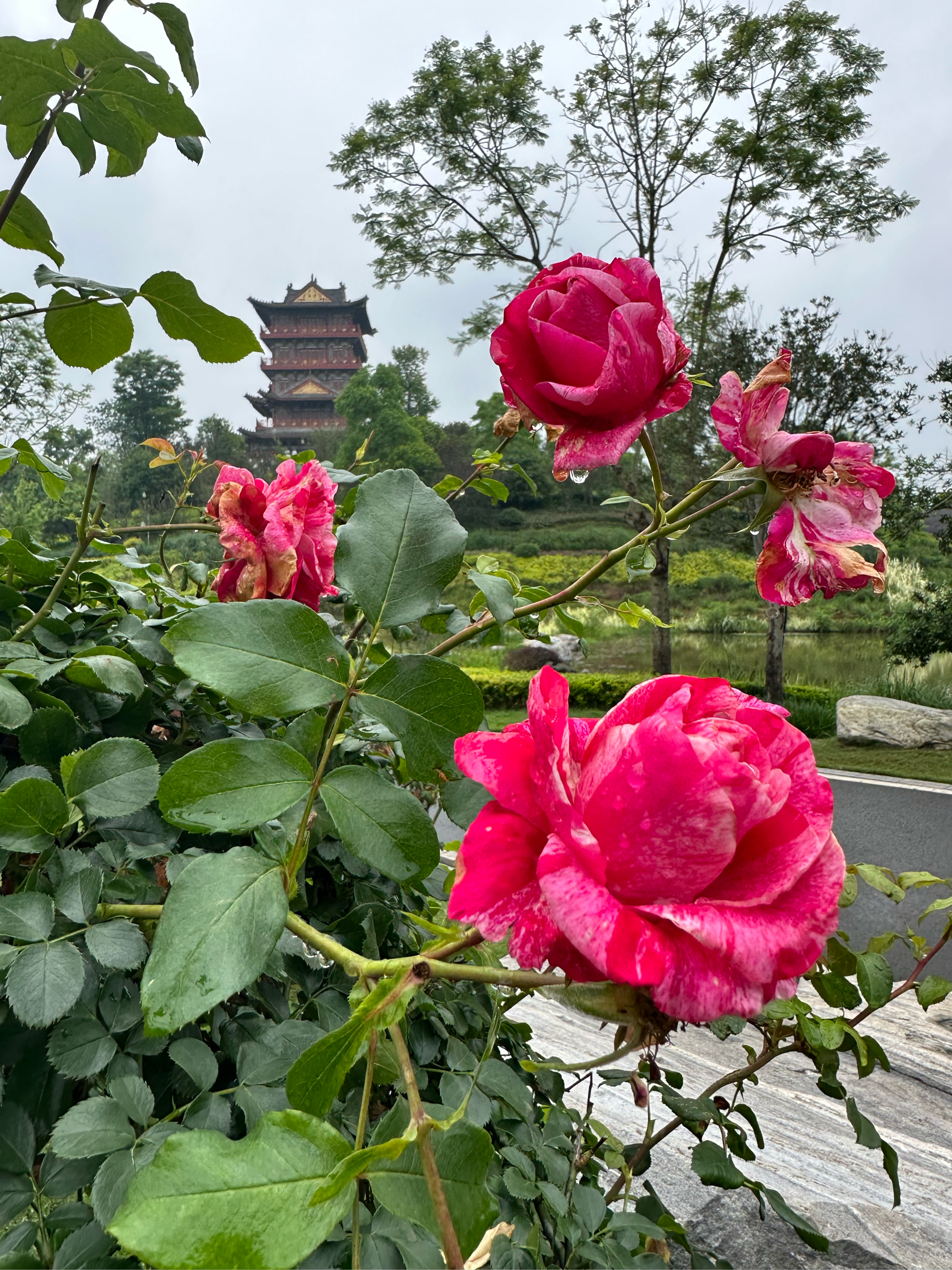 尽管眼下已经进入了初夏时节,但大足香国公园里,绿意葱笼,鲜花盛开