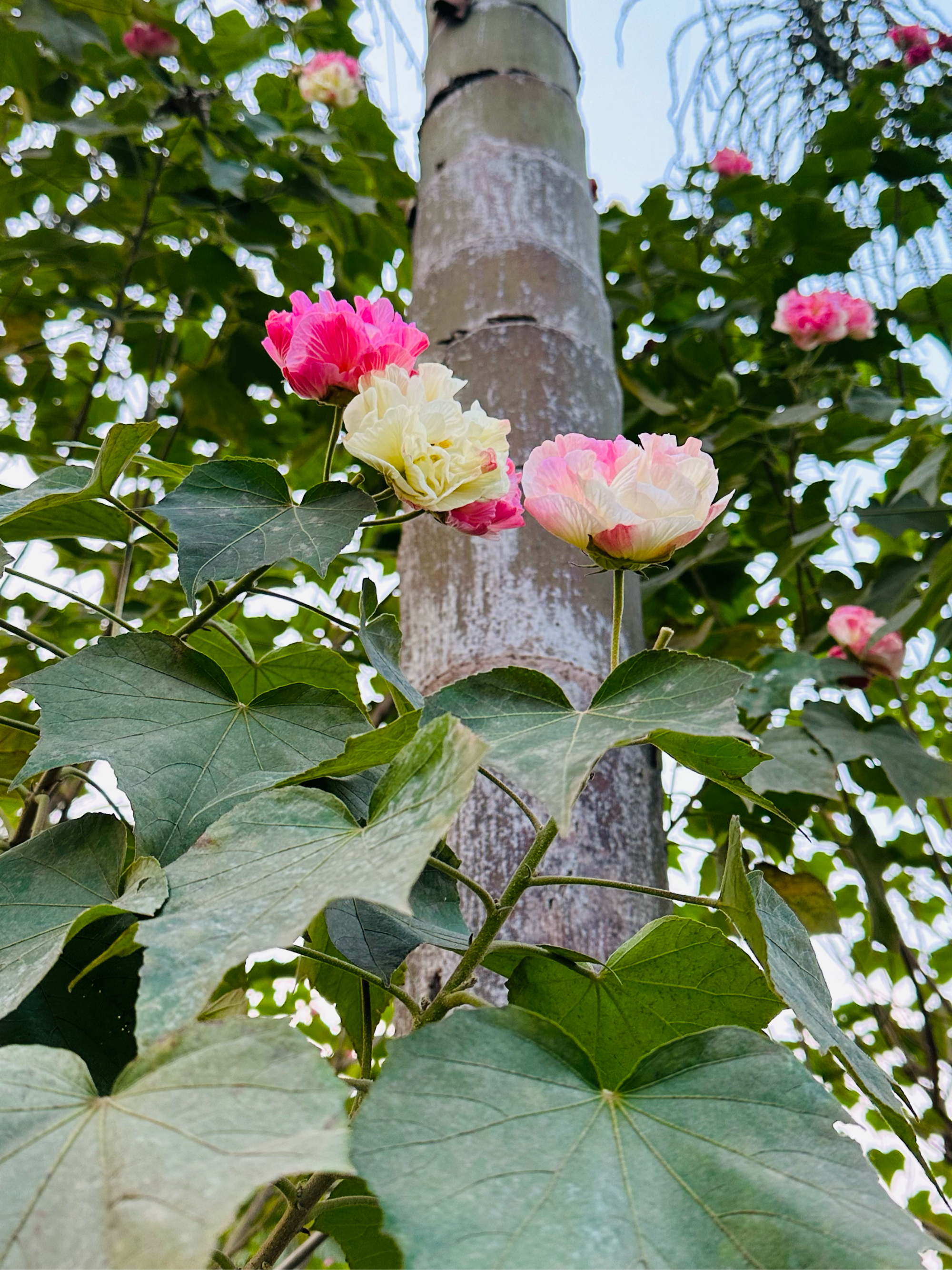 小雪节气