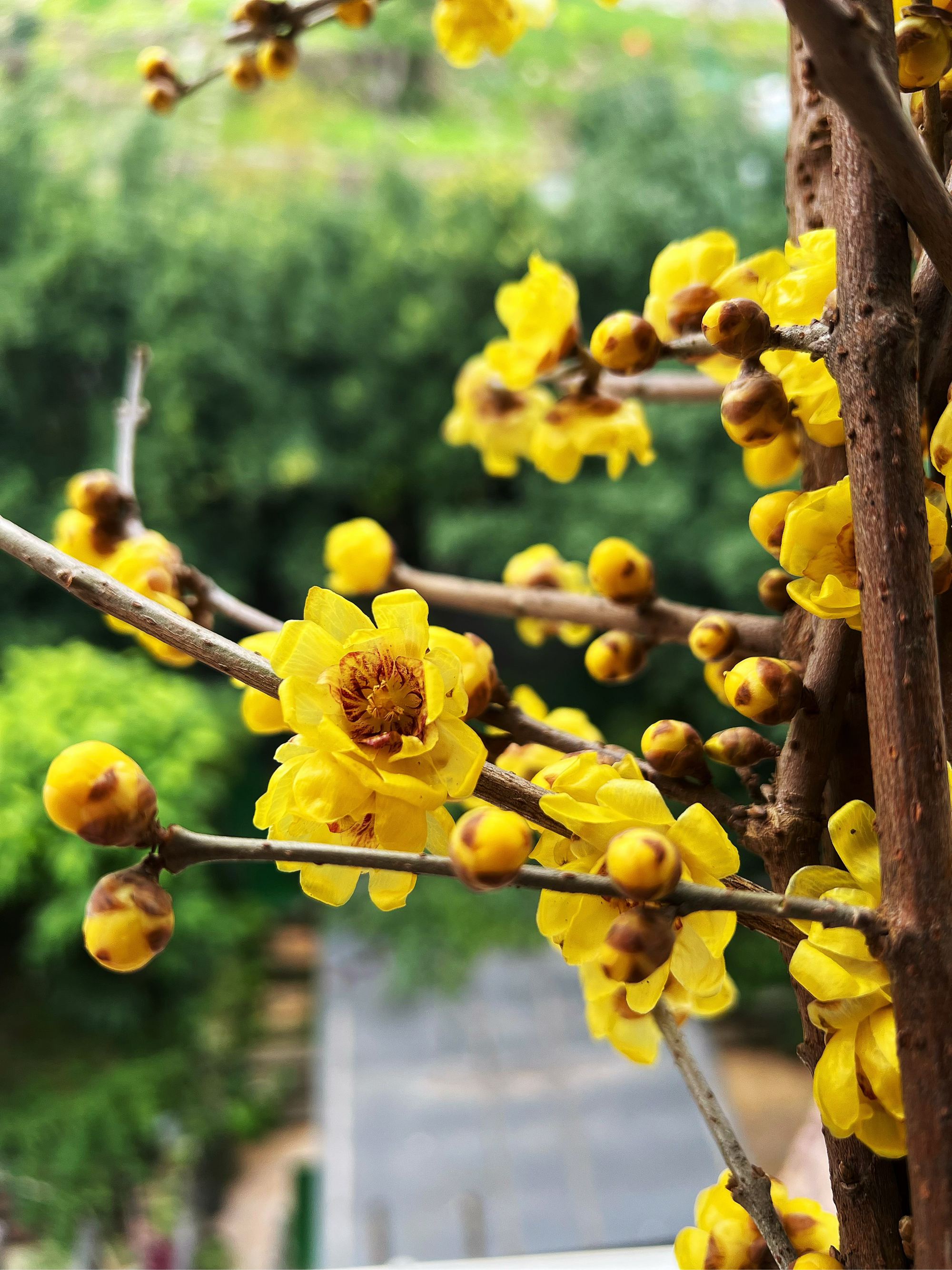 首先看腊梅花品种,素心腊梅花是首选,花色