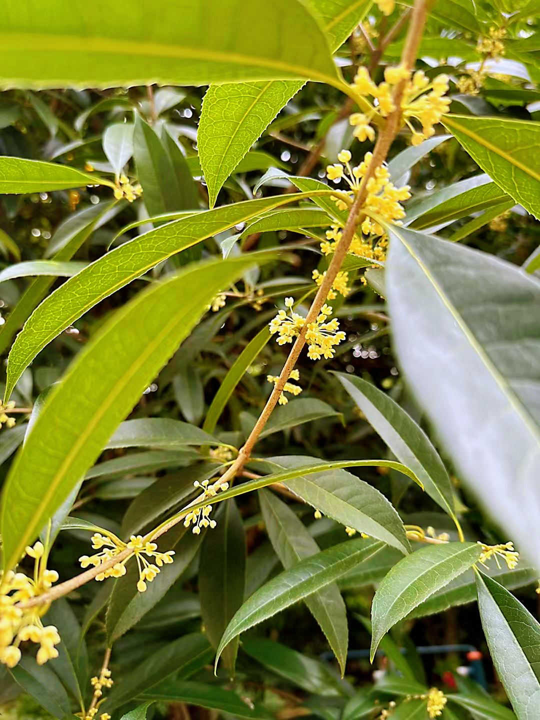 石山桂花期图片