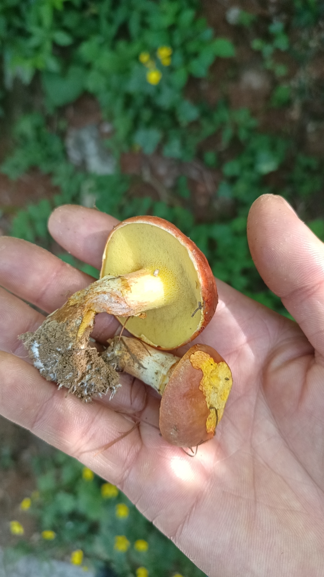 2024-6-04 崂山,松蘑菇!