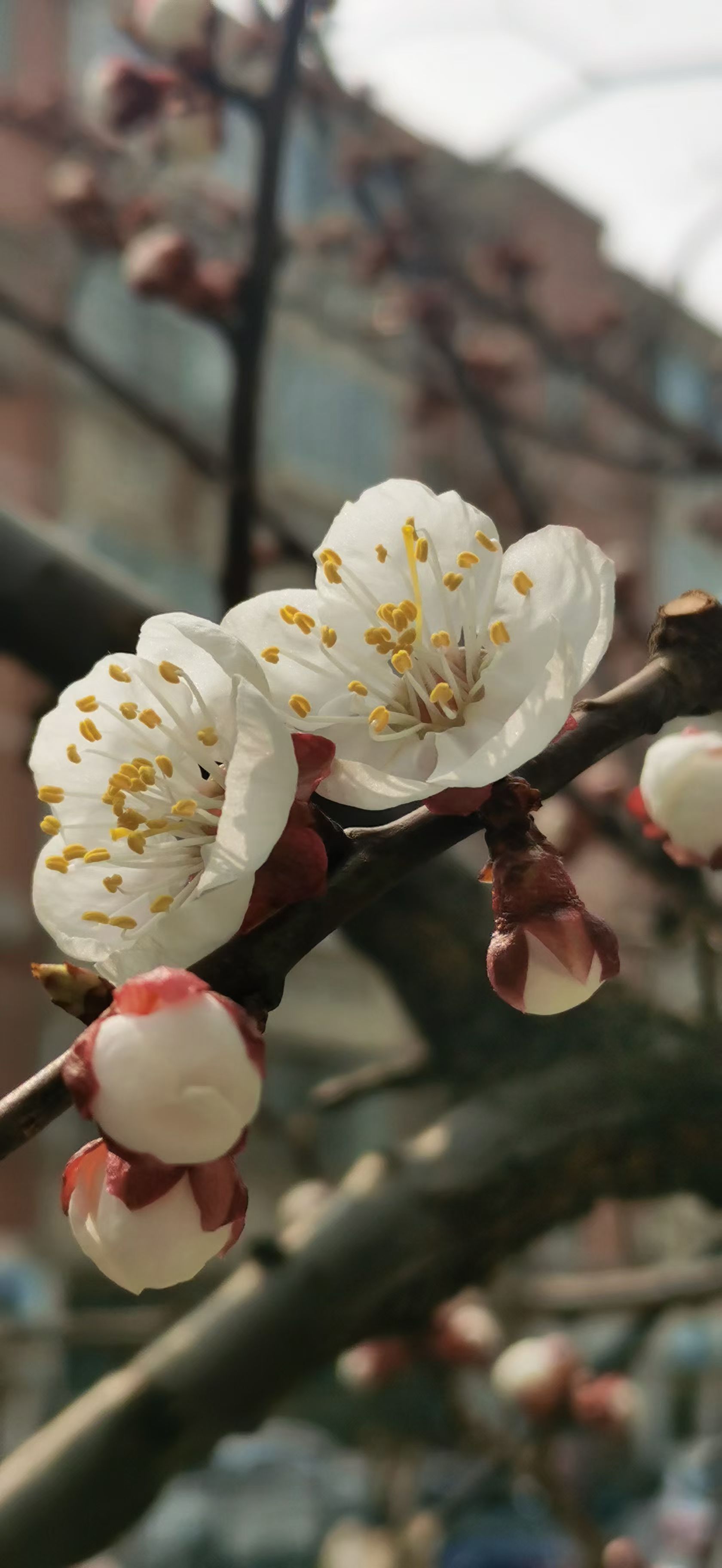 北陂杏花手抄报图片