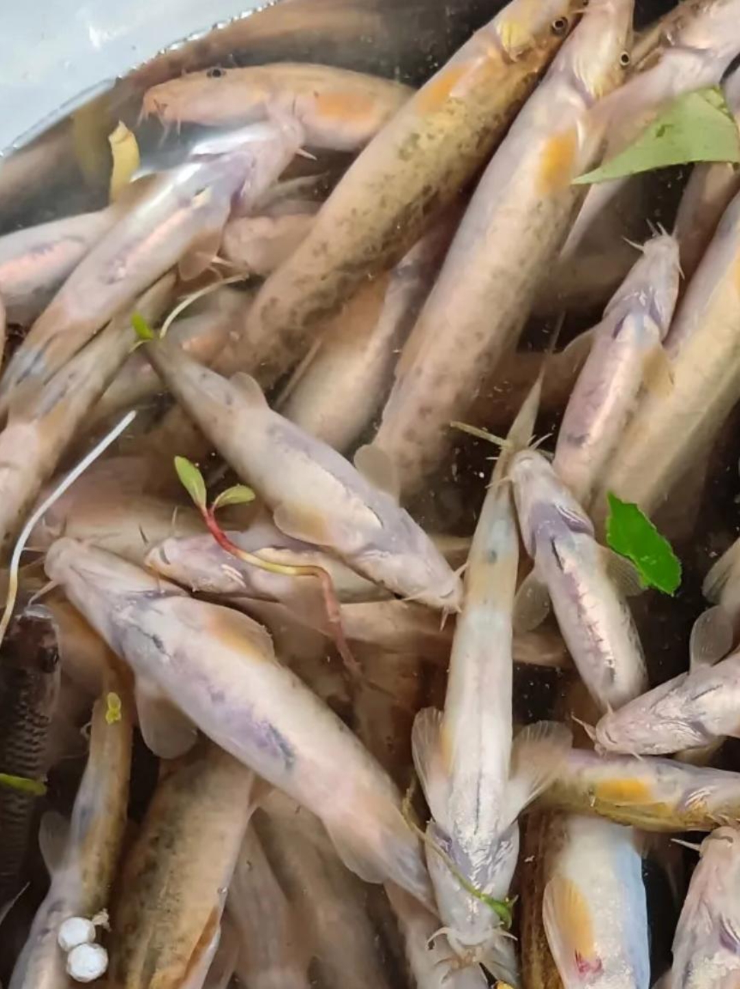 它叫花梨棒鱼,在俺们老家的清水湾,那里的石头间总是藏着它们的身影