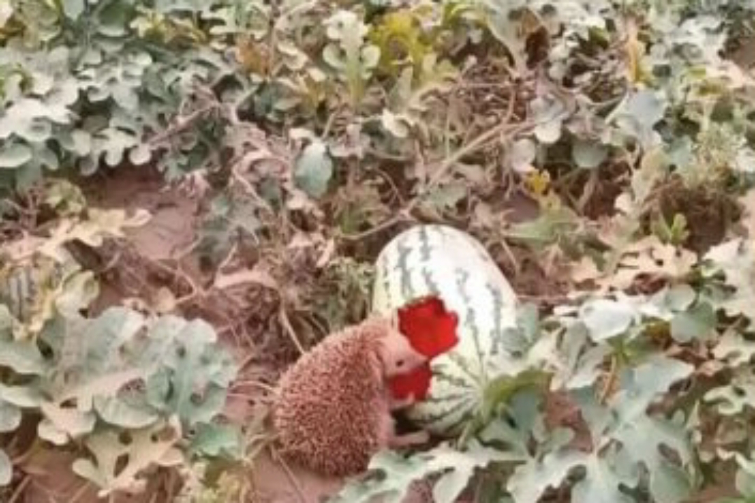 我被这场景吸引,我闻到了西瓜的味道!