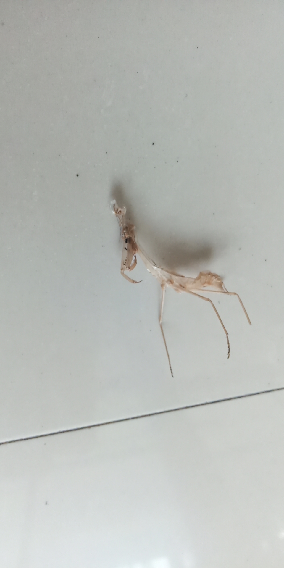 养的棕静螳昨晚羽化,体长将近7cm.目前很好.