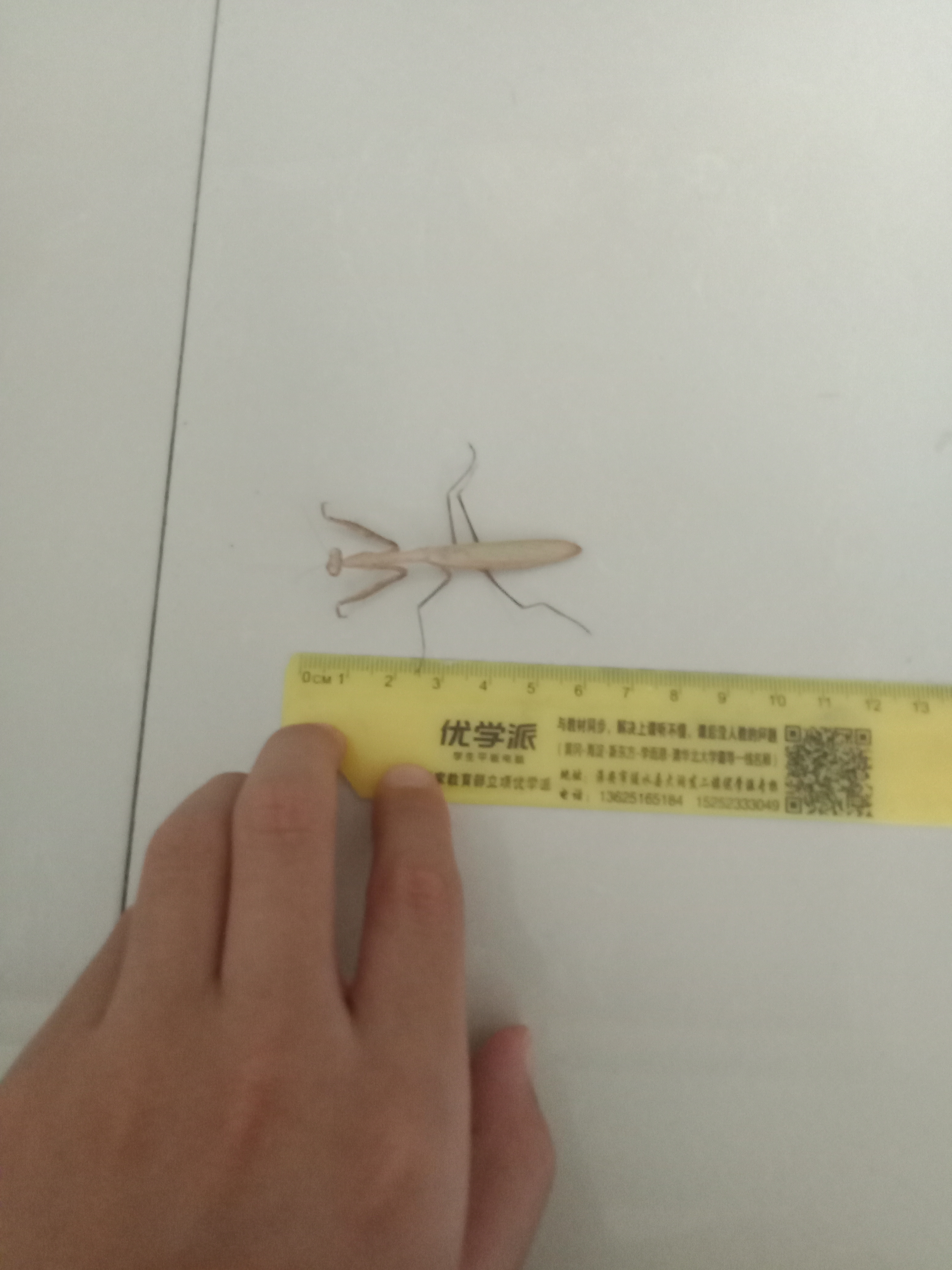 养的棕静螳昨晚羽化,体长将近7cm.目前很好.