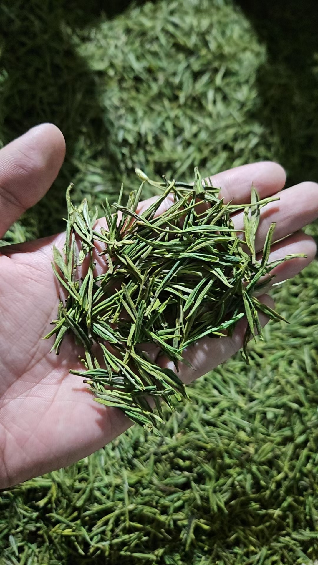 安吉白茶自产自销,需要的可以下单噢#安吉白茶# #白茶