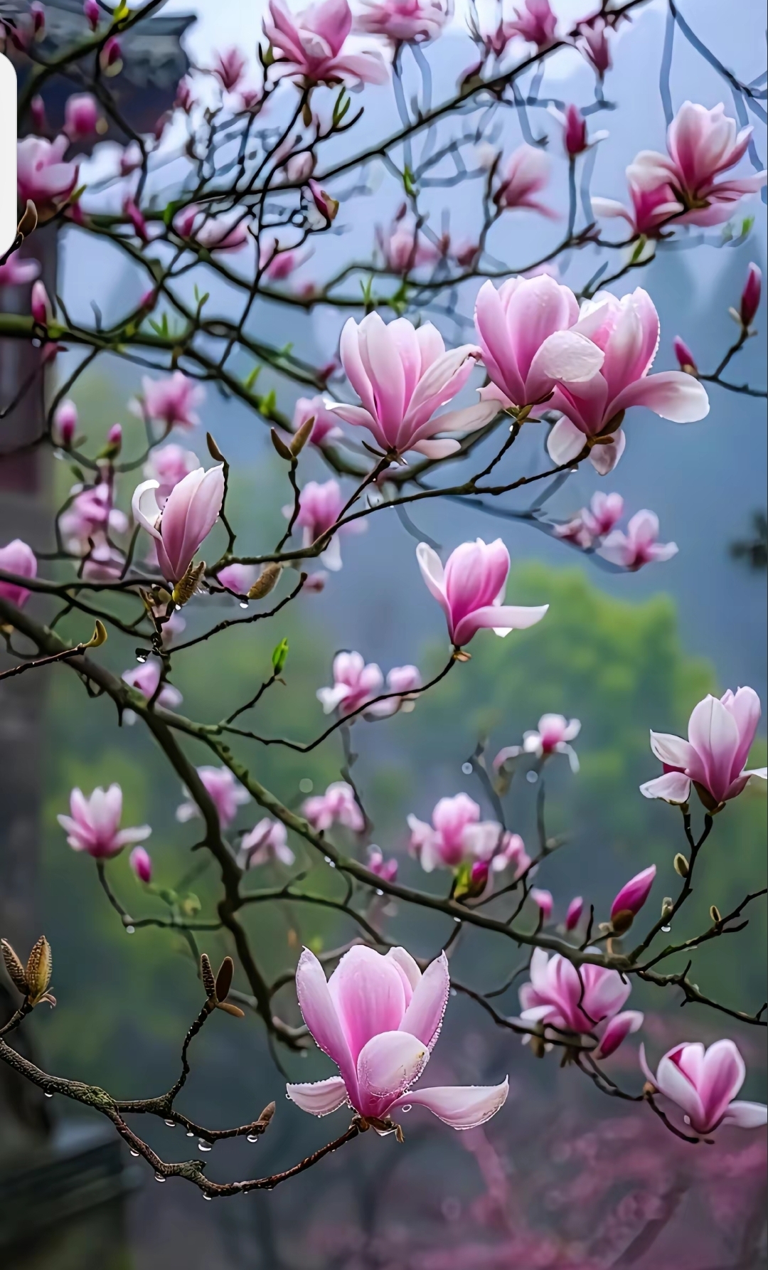 木兰花开🌸🌸🌸  🌸在这张图片中,我被这棵粉红色的木兰花树