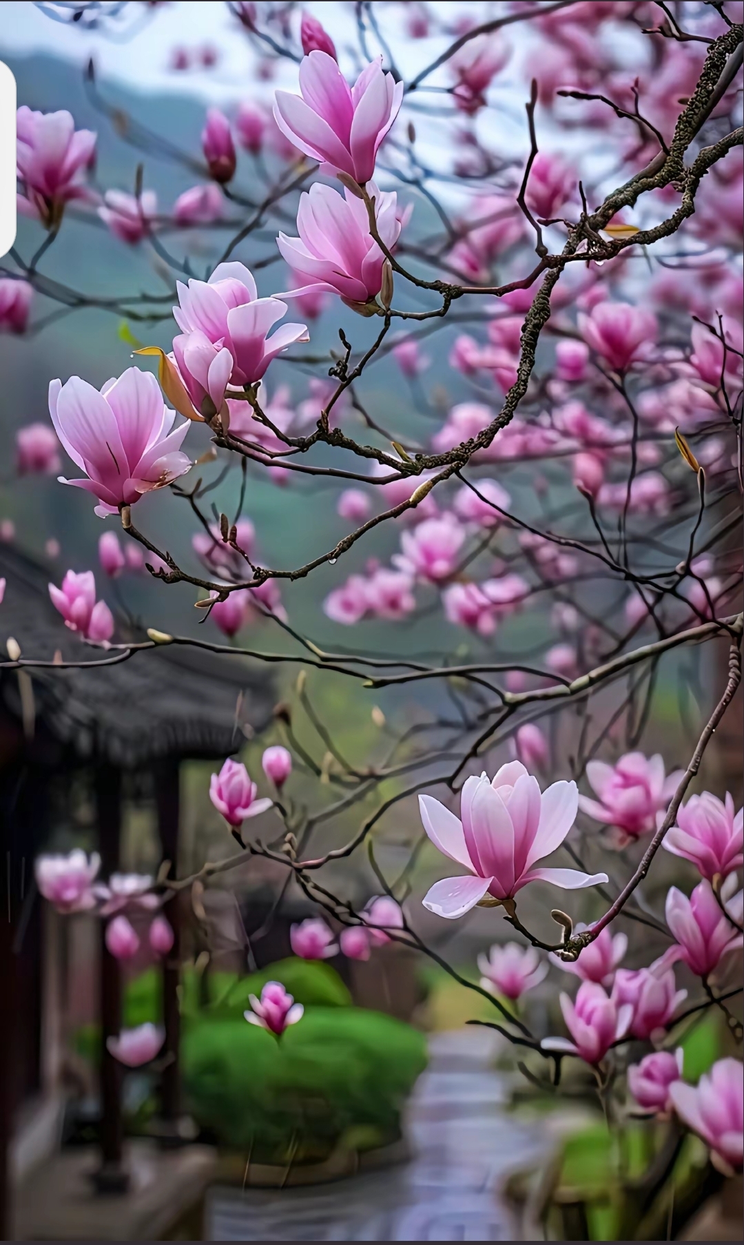 木兰花开🌸🌸🌸  🌸在这张图片中,我被这棵粉红色的木兰花树