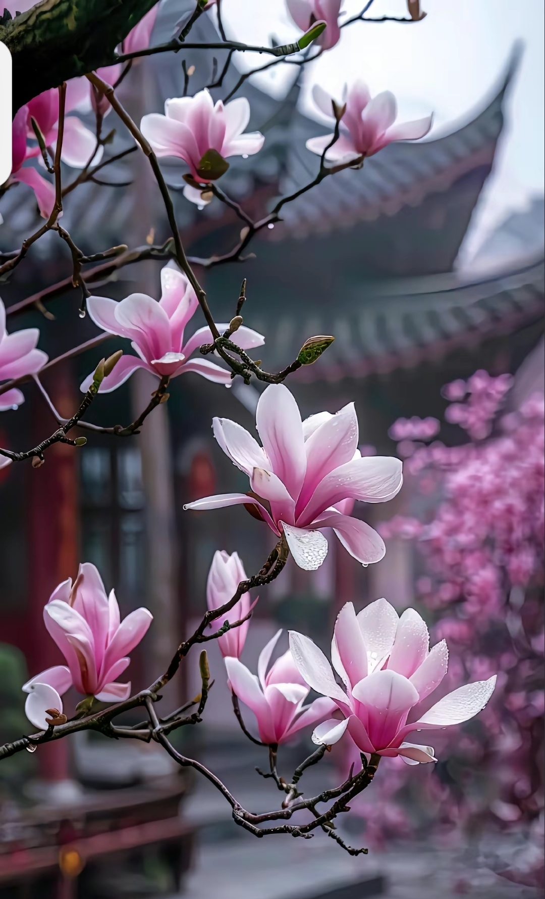 木兰花开🌸🌸🌸  🌸在这张图片中,我被这棵粉红色的木兰花树