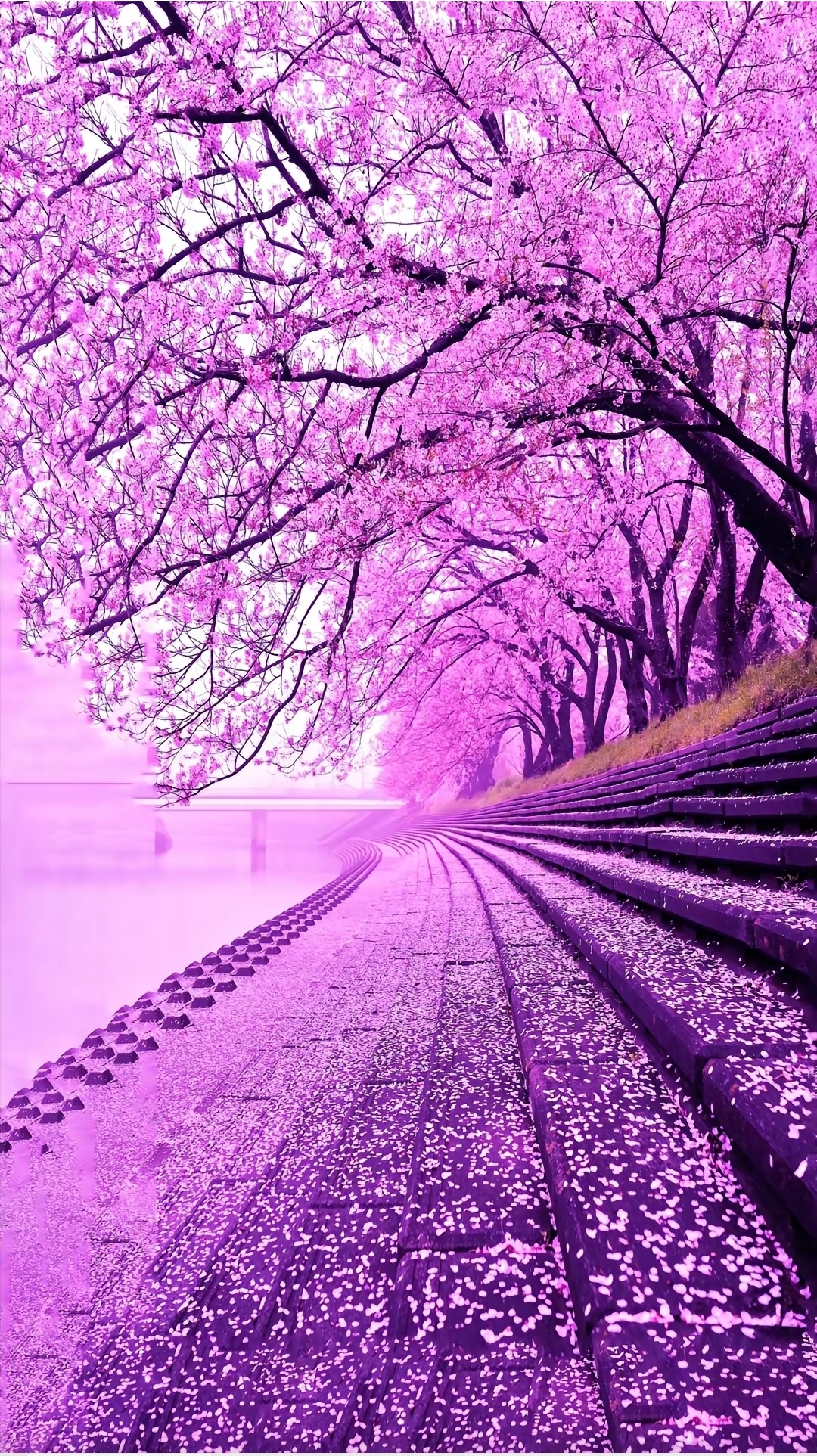 穿越这条被樱花簇拥的梦幻之路,仿佛置身于一场粉色的浪漫梦境中.