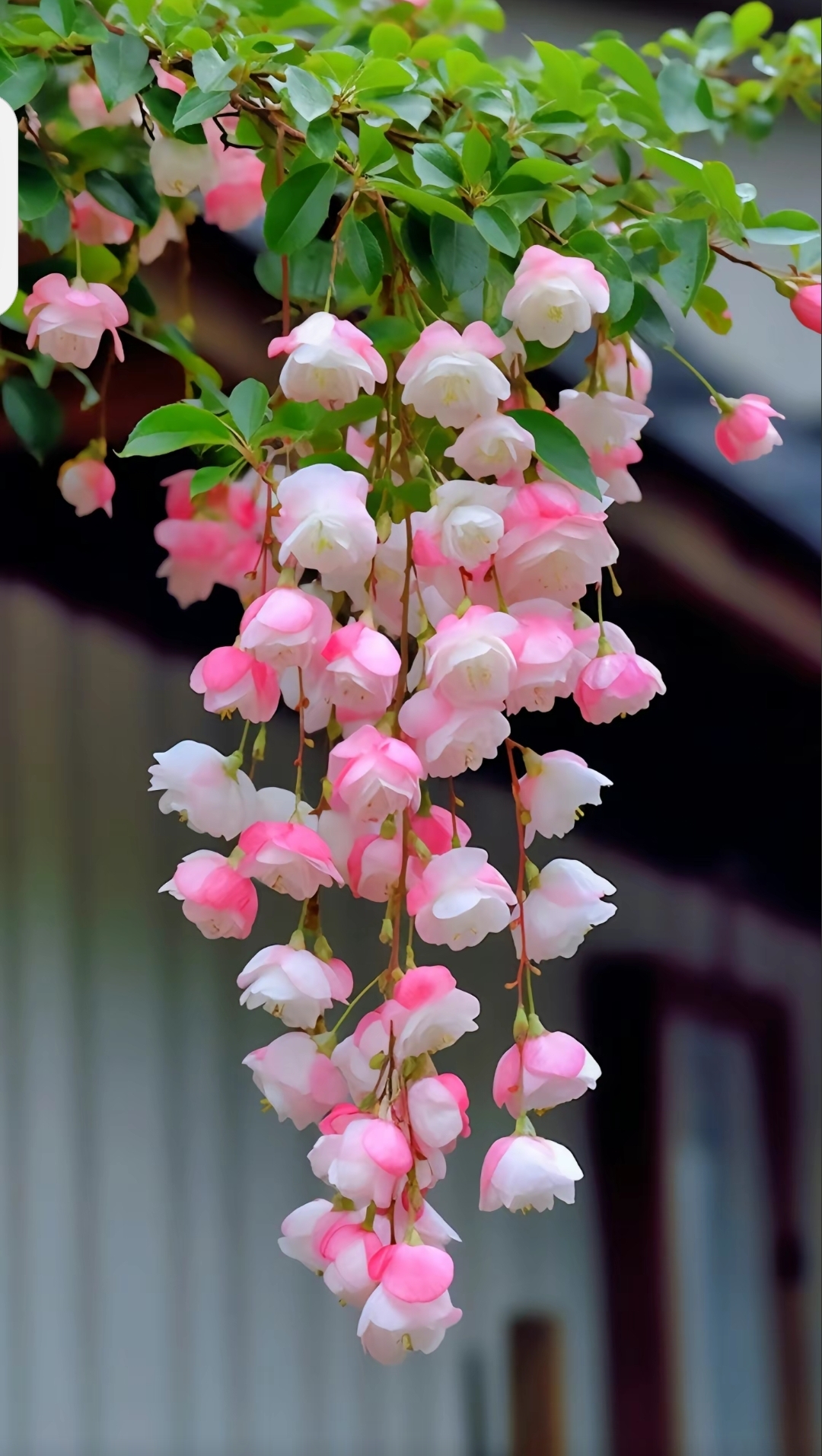 94奇妙花串揭秘!94  看!