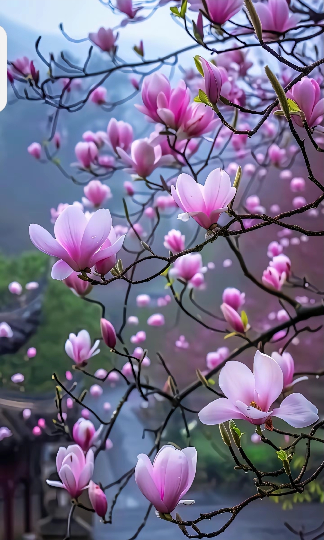 949494浪漫之触,木兰花开949494  94在这张图片中,我被