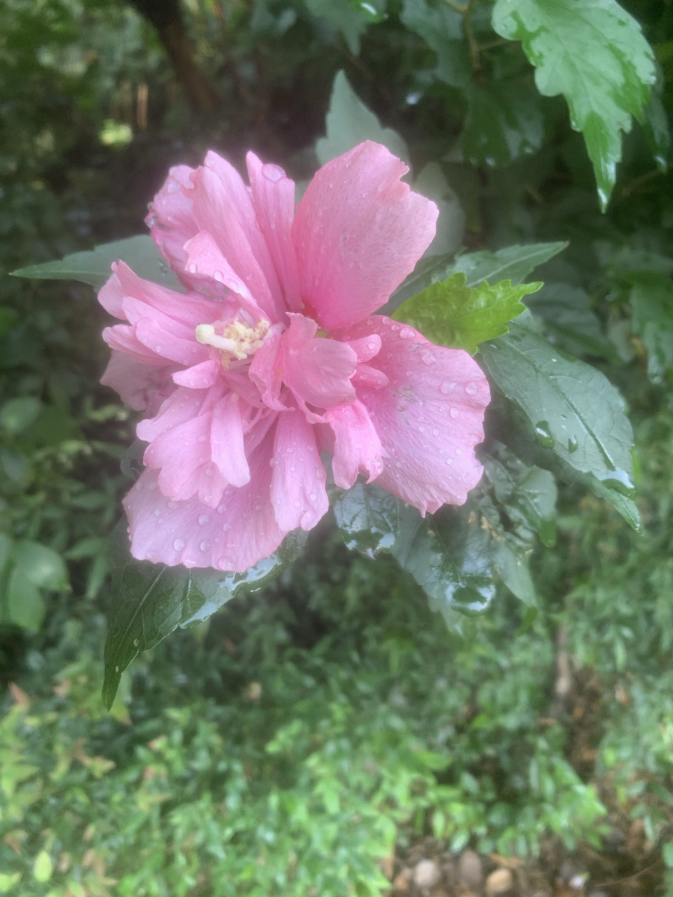 成年人的世界,稍不努力,连快乐都养不起!