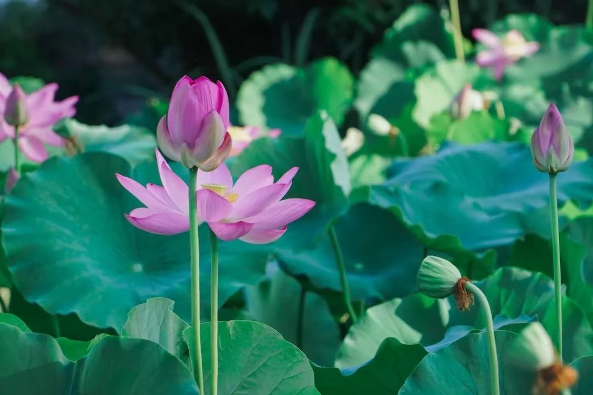 美丽的夏天